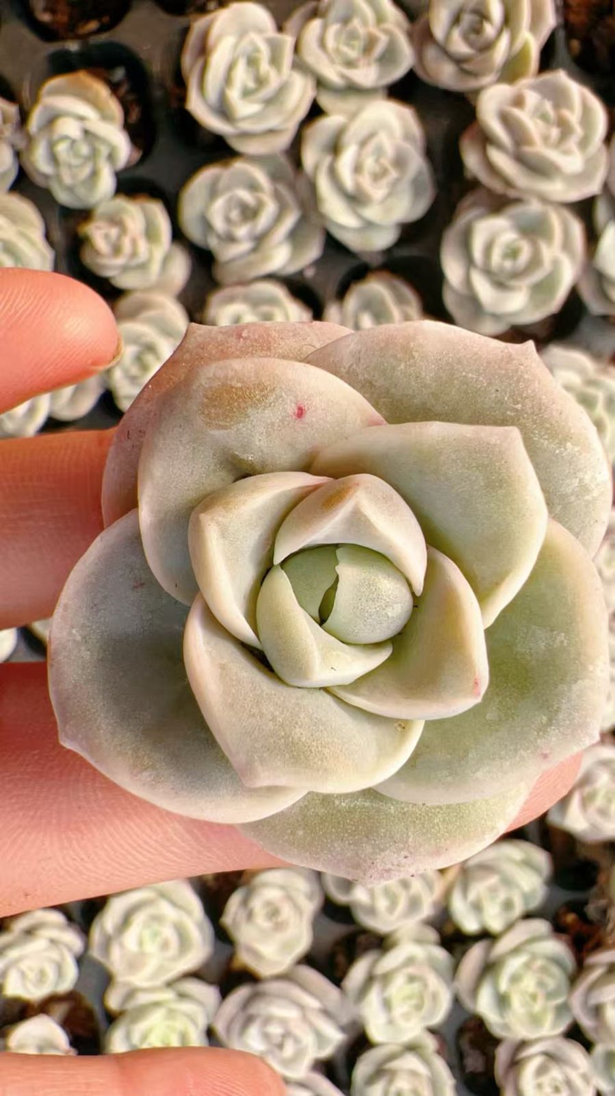 新発売 M418 キュートローズ 105苗セット 土と根付き 多肉植物