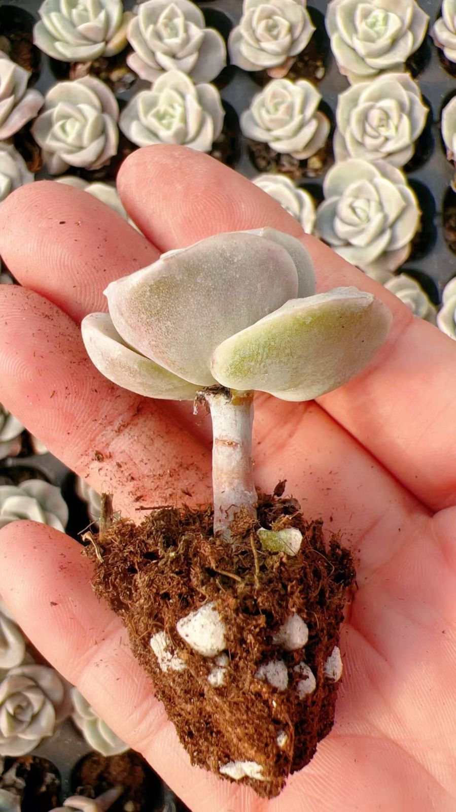 新発売 M418 キュートローズ 105苗セット 土と根付き 多肉植物