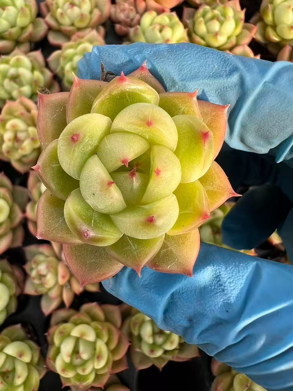 K*Z様 R19　15種類の土と根付き105苗セット　多肉　エケベリア　韓国苗 K*Z様 R19 15種類の土と根付き105苗セット 多肉 エケベリア