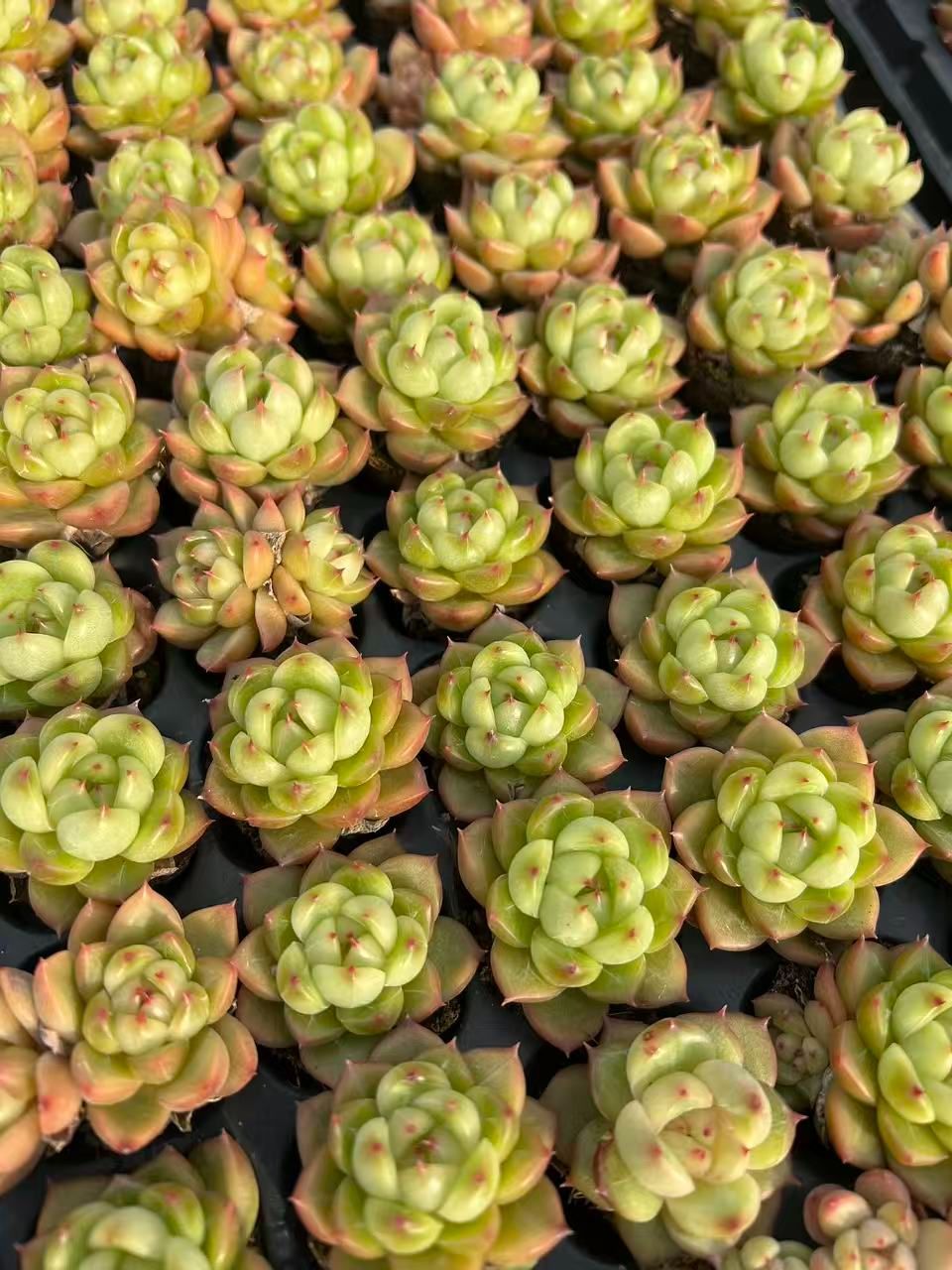 新発売 M419 グリーンダイヤ 105苗セット 土と根付き 多肉植物