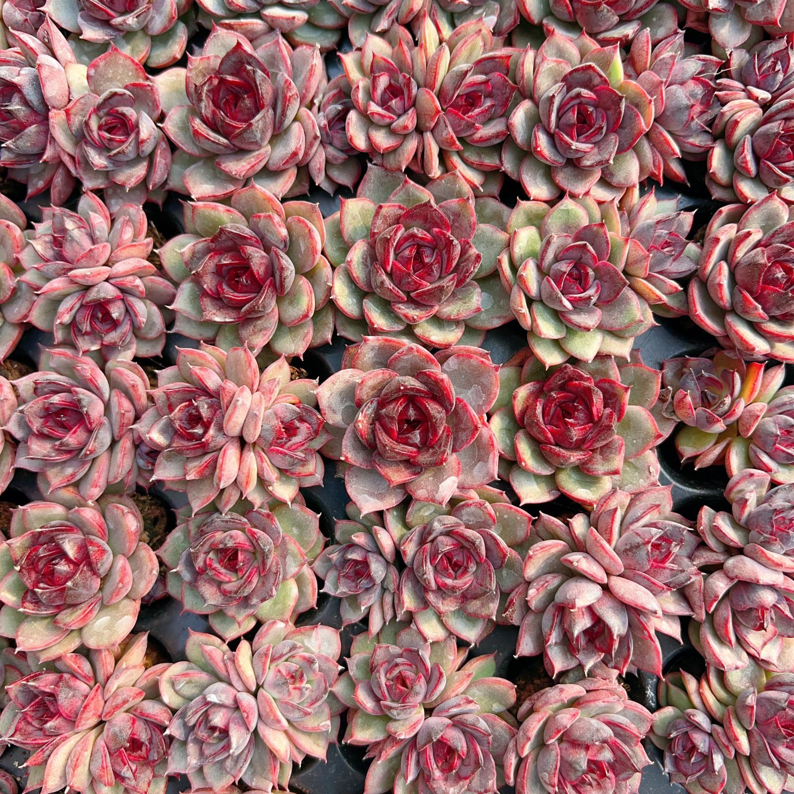 新発売 M420 マウンテンフルーツジェニー 105苗セット 土と根付き 多肉