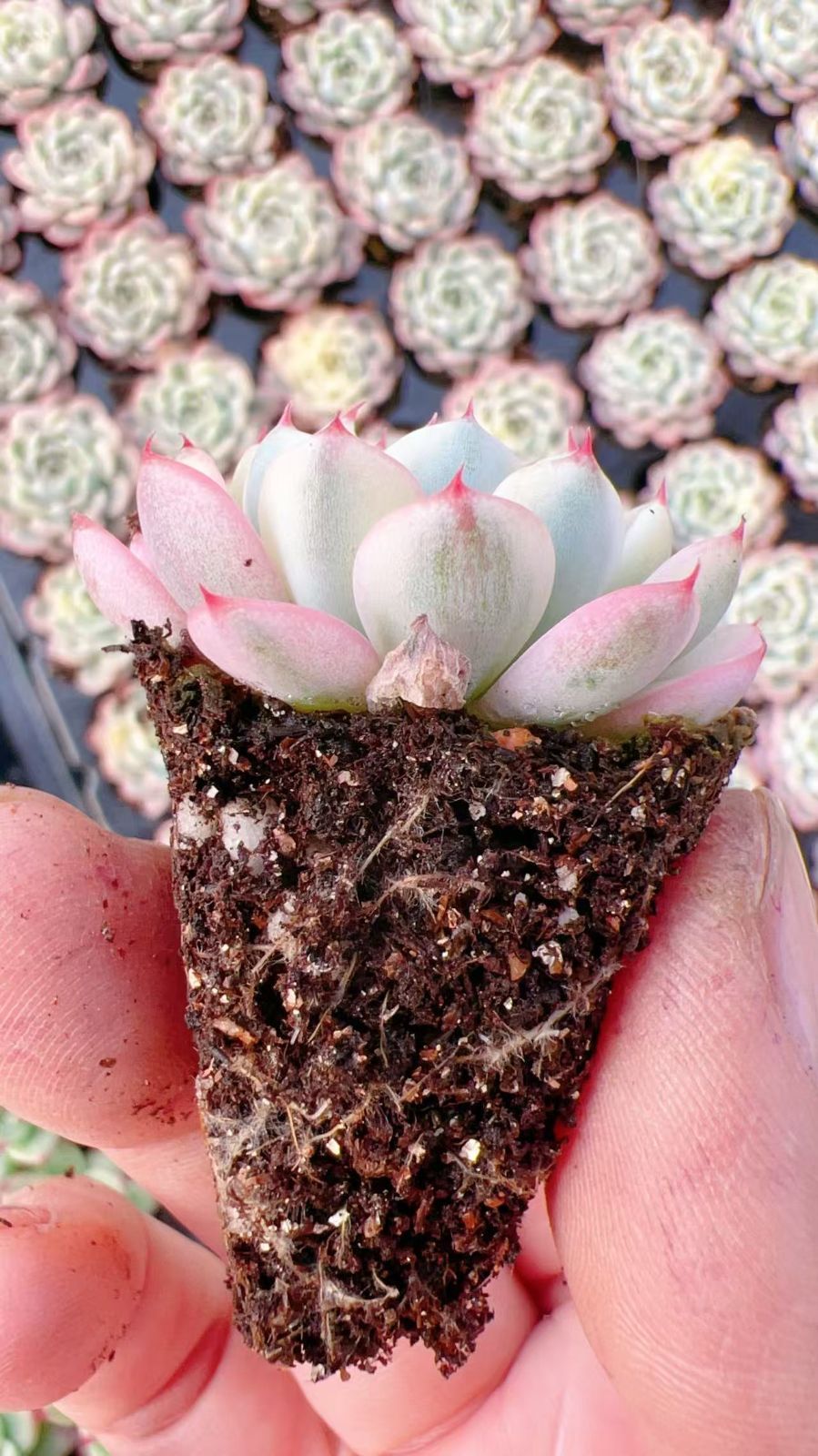 新発売 M428 ミニマ錦 105苗セット 土と根付き 多肉植物 エケベリア