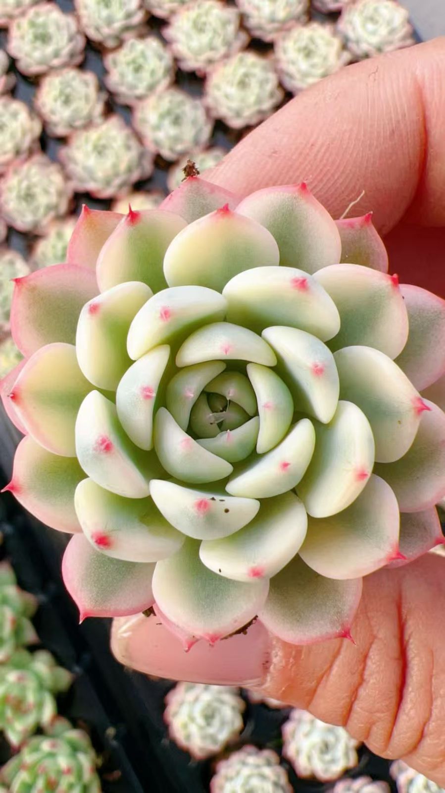 新発売 M428 ミニマ錦 105苗セット 土と根付き 多肉植物 エケベリア