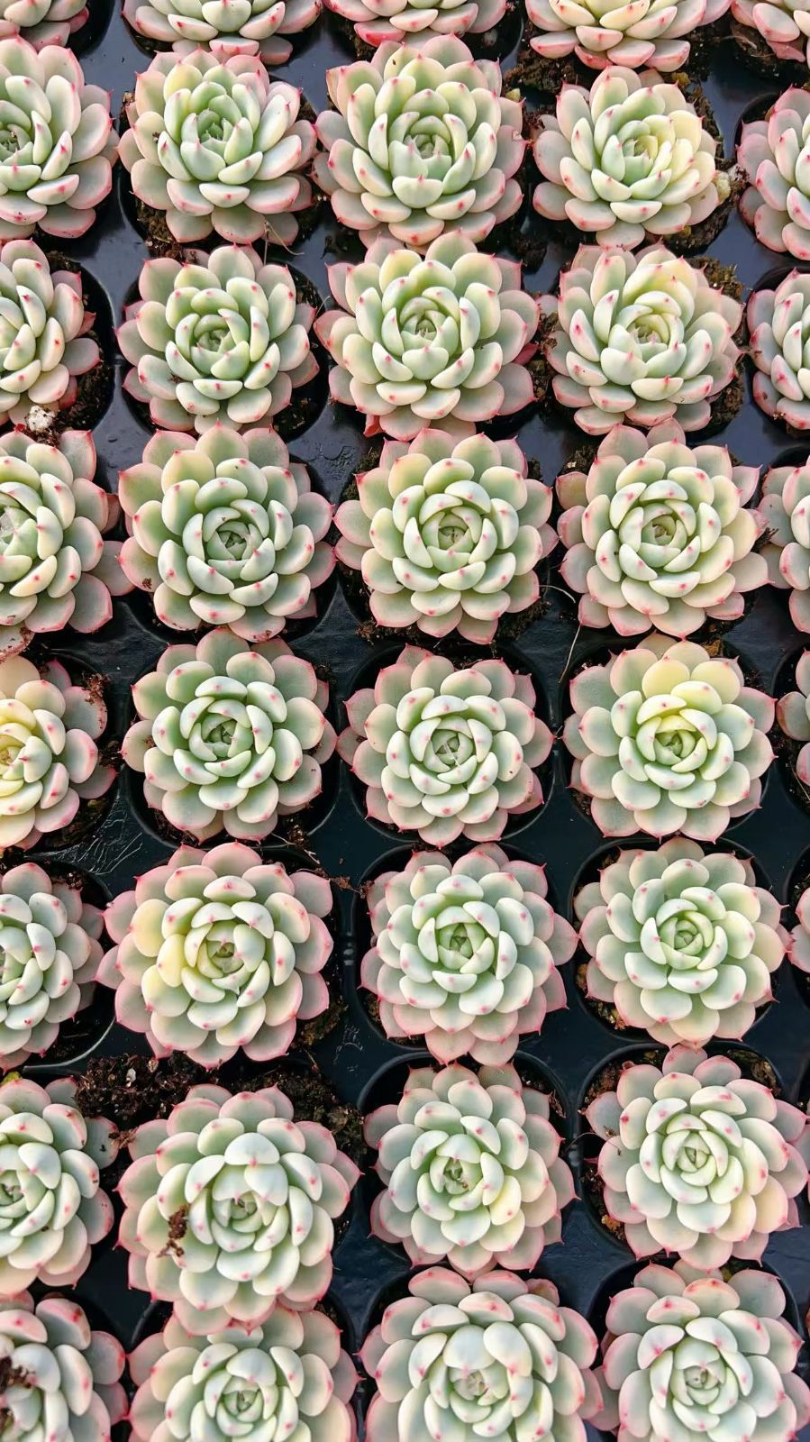 ②セル苗105個セット✨多肉植物　エケベリア　詰め合わせ　寄せ植えに!! 多肉植物 カット苗 詰め合わせ 寄せ植えセット エケベリア ｜S045