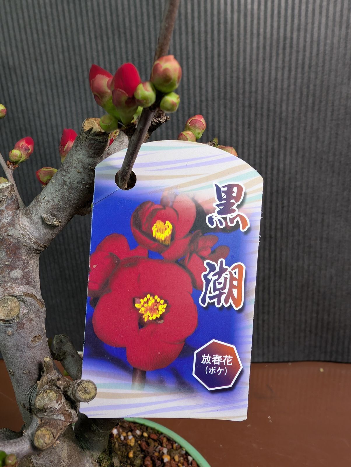 ボケ 黒潮 4寸鉢 - メルカリ