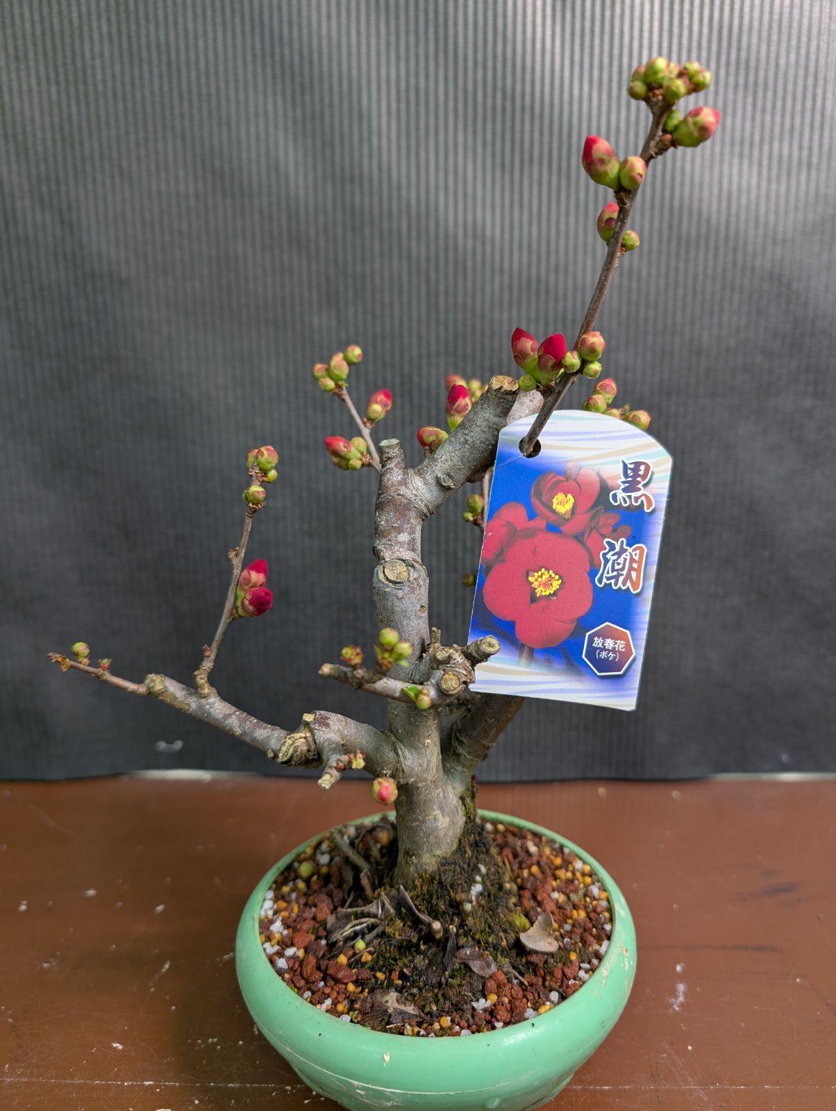 ボケ 黒潮 4寸鉢 - メルカリ