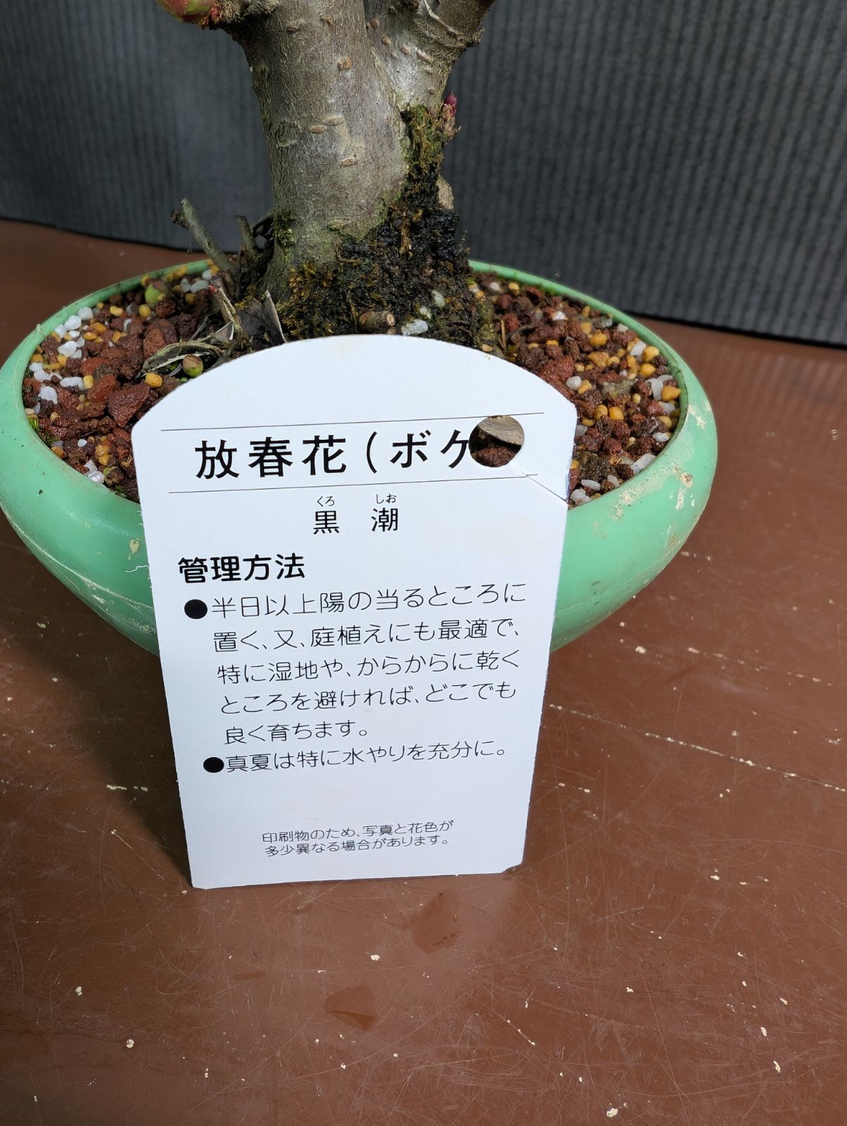 ボケ 黒潮 4寸鉢 - メルカリ