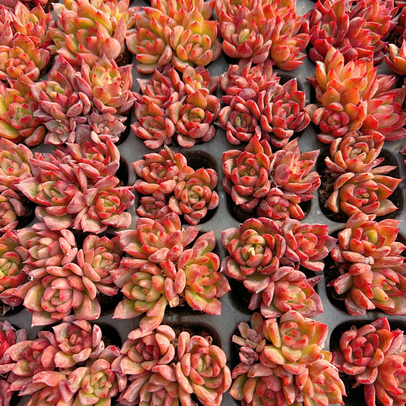 新発売 M441 レッドウィンタークラウド 105苗セット 土と根付き 多肉