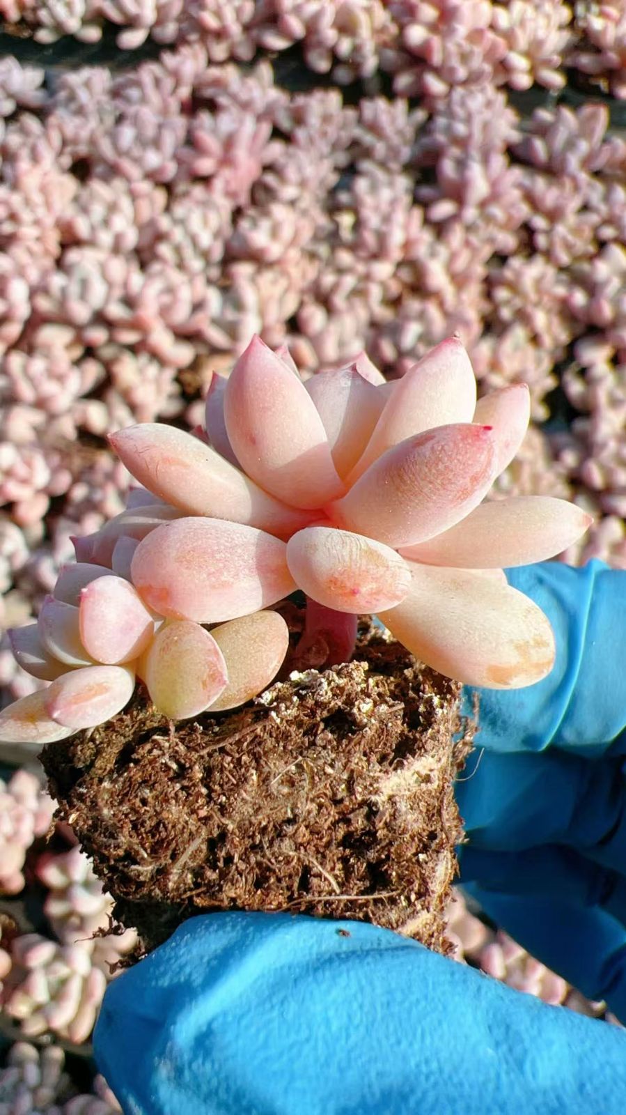 新発売 M456 ハンゲ 105苗セット 土と根付き 多肉植物 エケベリア 韓国