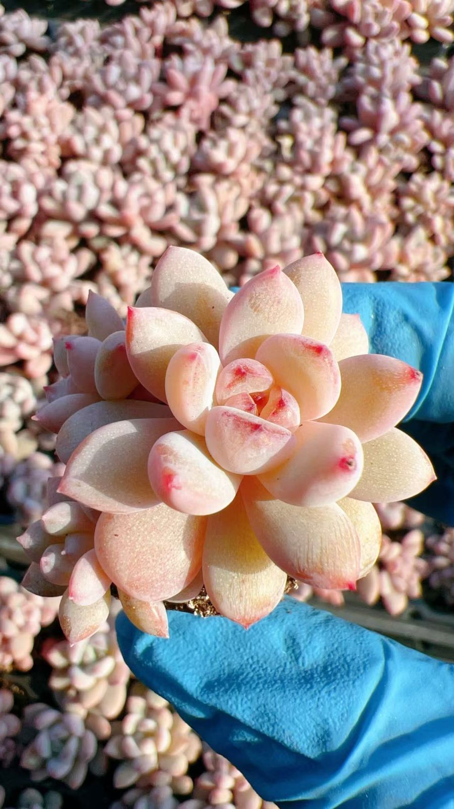 新発売 M456 ハンゲ 105苗セット 土と根付き 多肉植物 エケベリア 韓国