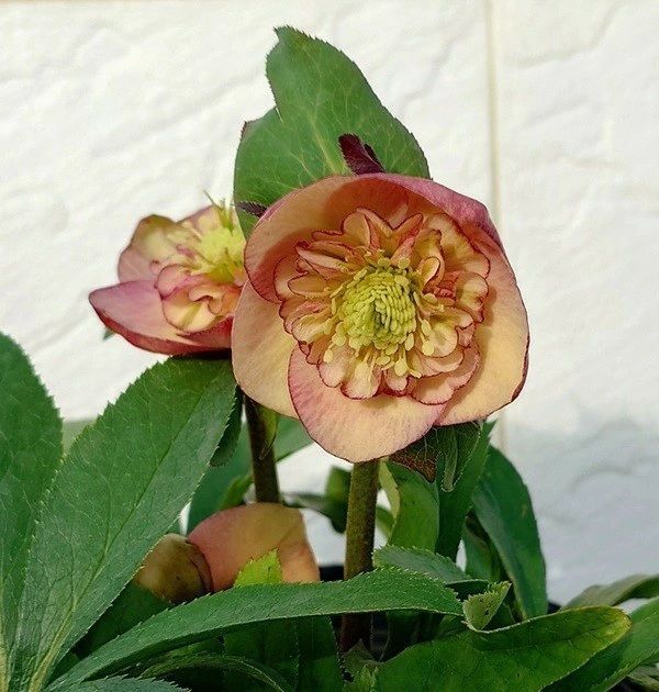 花苗 ミヨシのクリスマスローズ サンセット オーケストラ 13.5cmポット