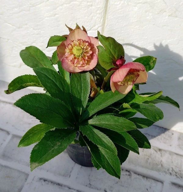 花苗 ミヨシのクリスマスローズ サンセット オーケストラ 13.5cmポット