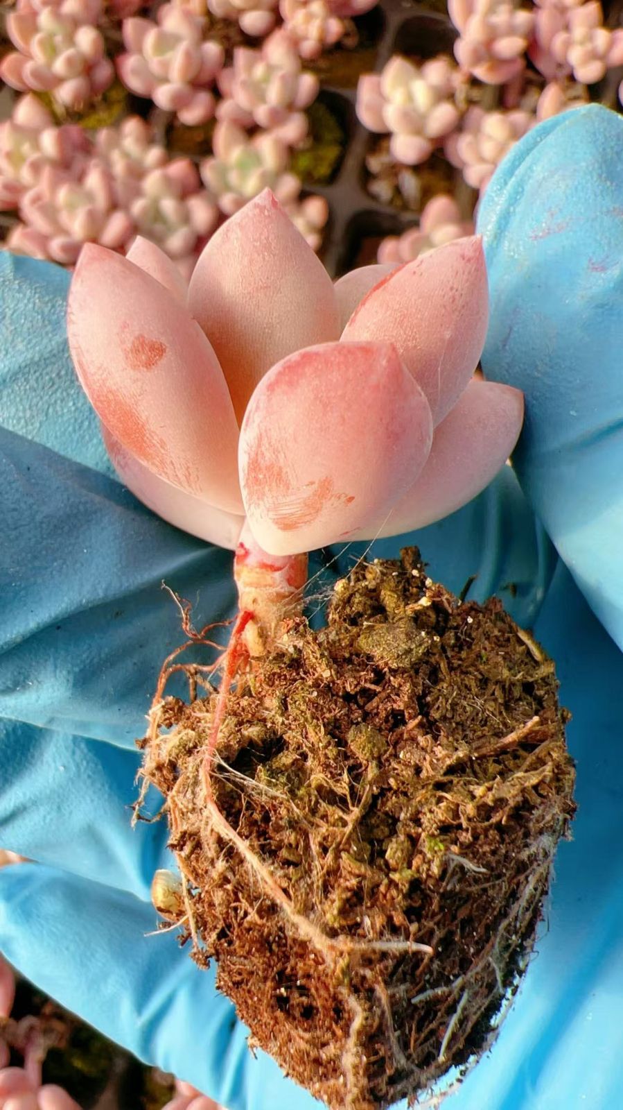 新発売 M465 オプ 105苗セット 土と根付き 多肉植物 エケベリア 韓国苗