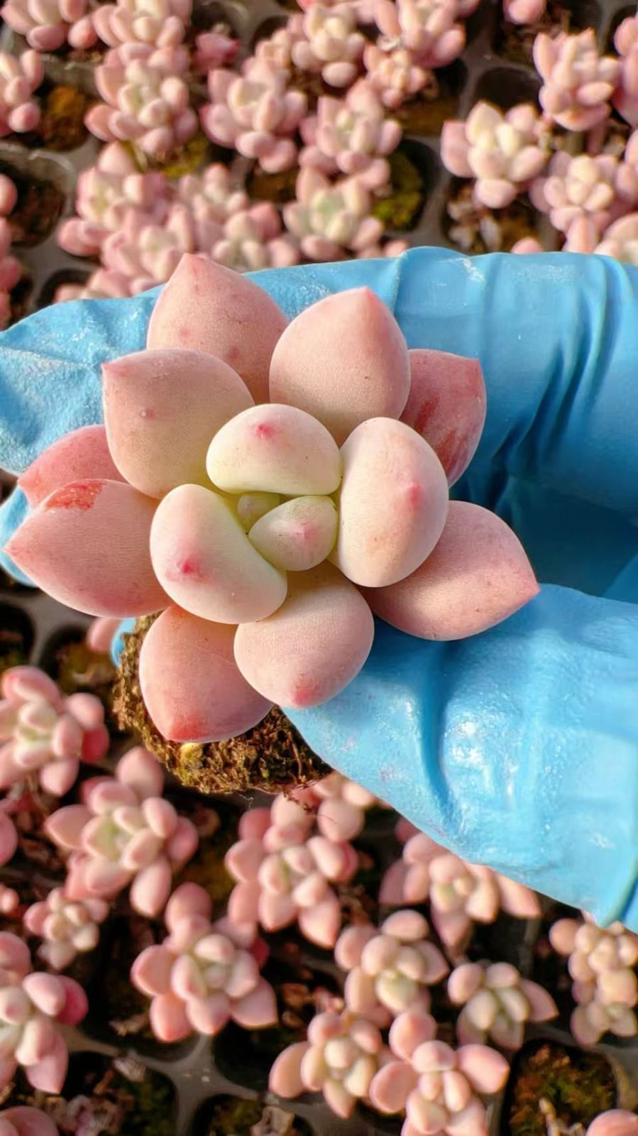 は*ん様 朱子玉 L456×105苗 土付き多肉植物 詰め合わせ エケベリア サ は*ん様 朱子玉 L456×105苗 土付き多肉植物 詰め合わせ エケベリア