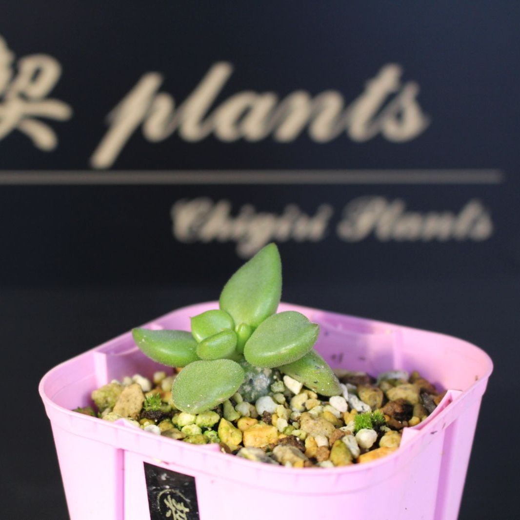 チレコドン レティキュラータス 万物想 / Tylecodon reticulatus 69