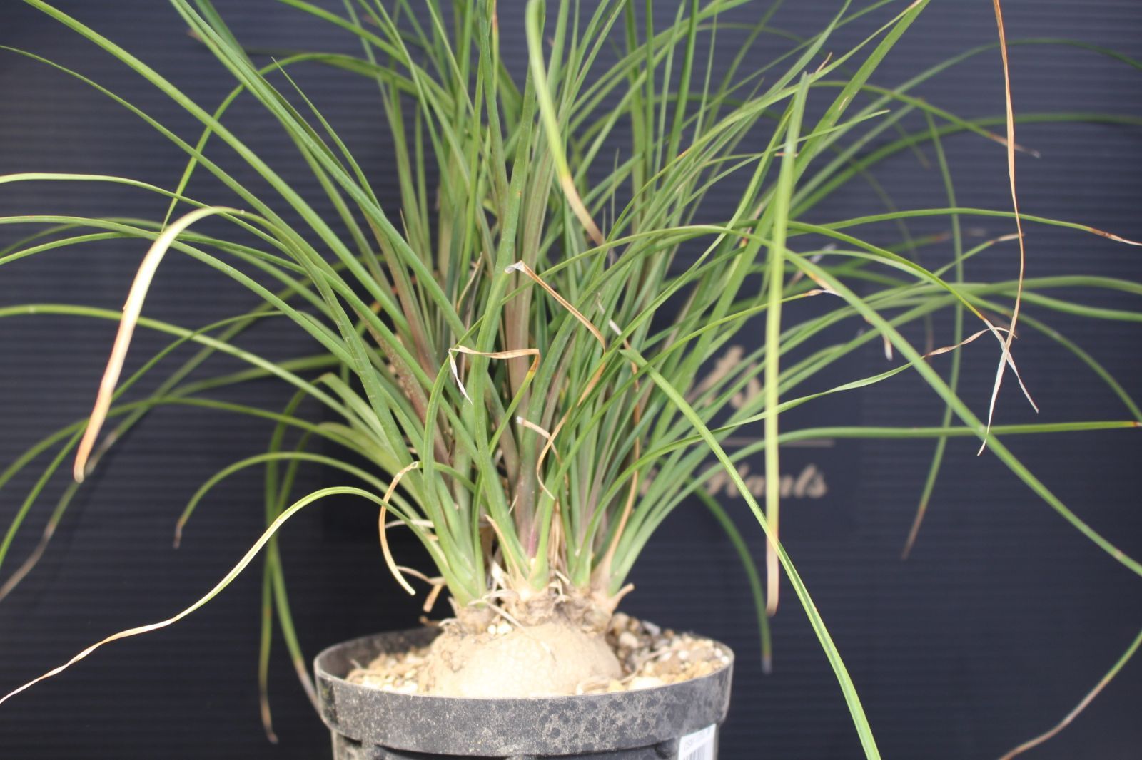 ポニーテール トックリラン / Beaucarnea recurvata 72 - メルカリ