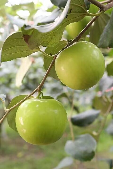 先行予約 台湾蜜棗 2.5kg*2箱セット - メルカリ