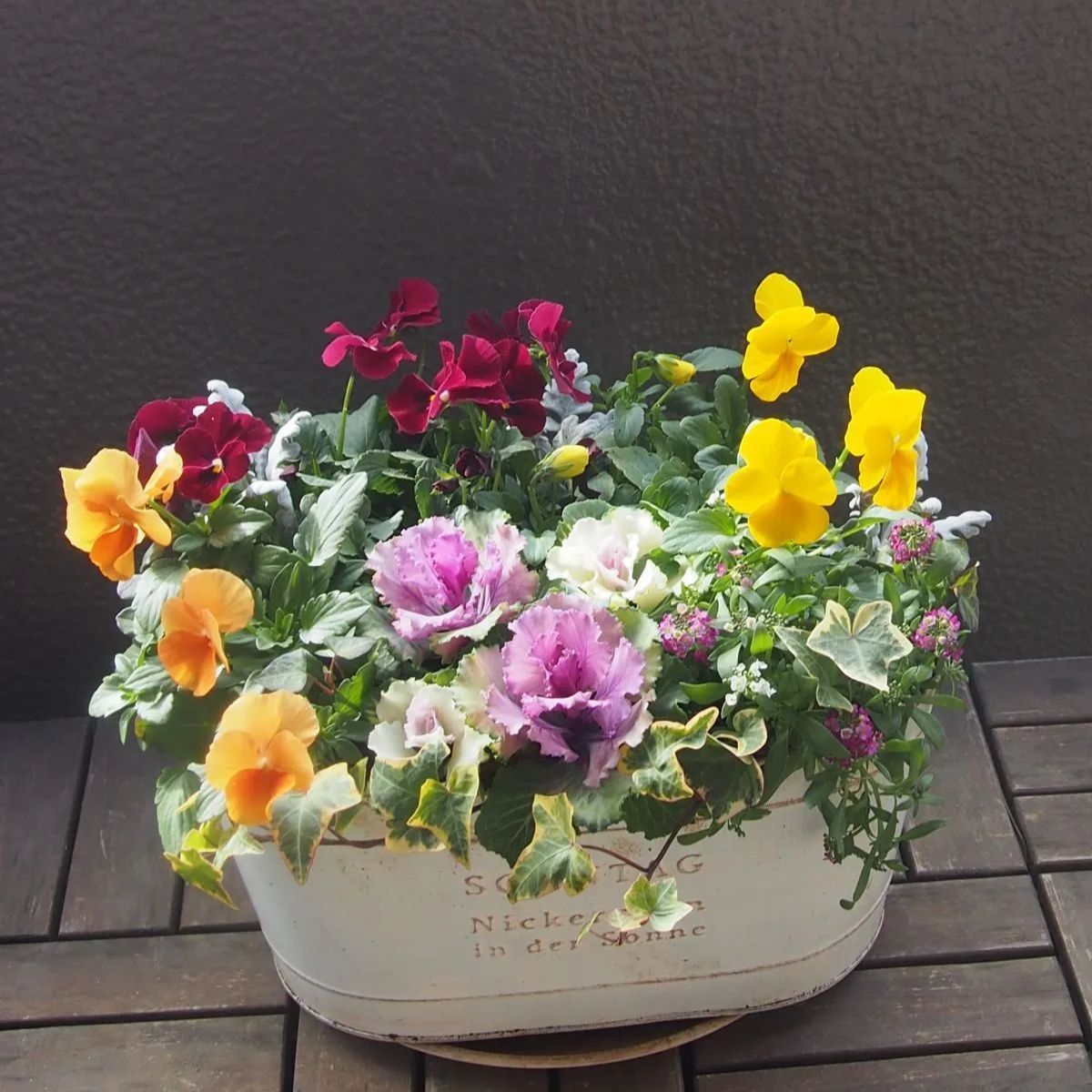 寄せ植え] 八重咲きチューリップ.アンジェリケのダブルデッカー鉢