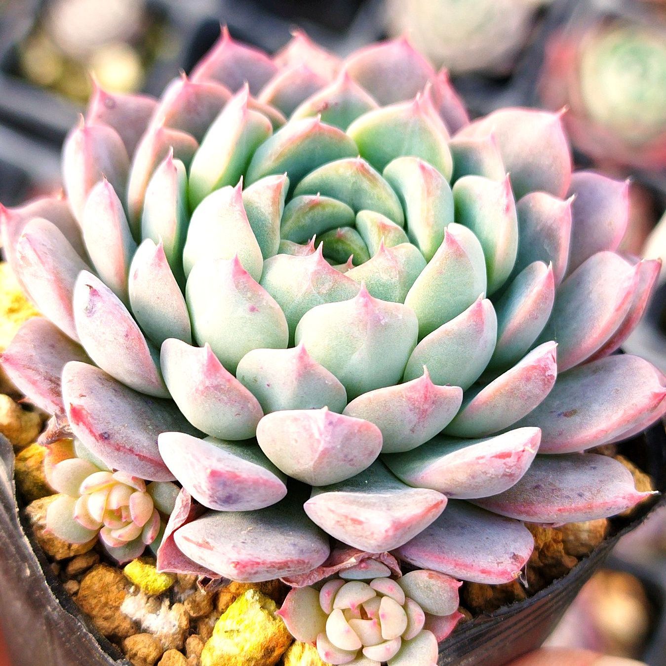 エケベリア ラウリンゼ 【多肉植物 2.5号】｜ 【植物のＩＴＡＮＳＥ】全品送料無料・即出荷! 多肉植物　エケベリア　ケラリン