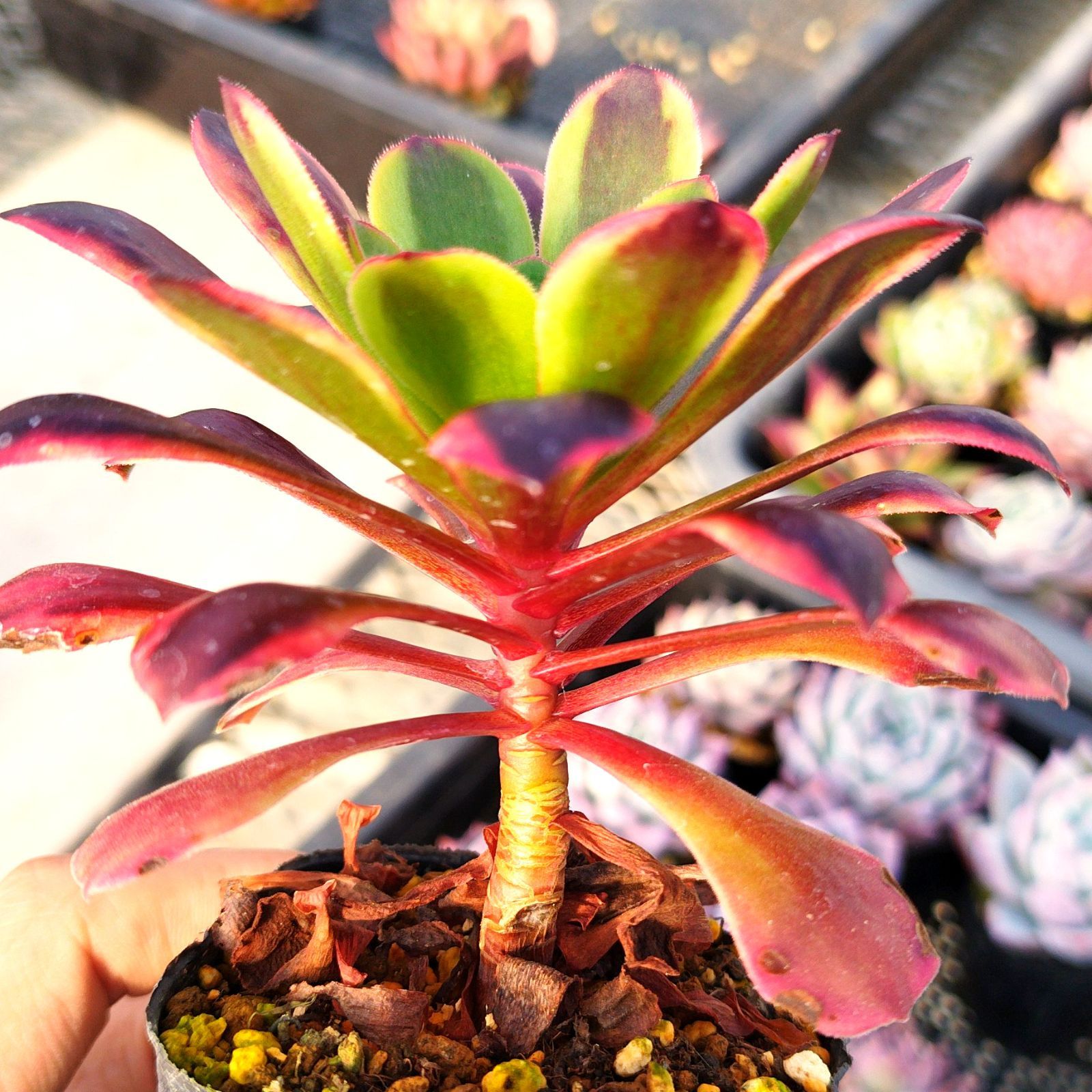 多肉植物 アエオニウム スーパーバン 抜き苗 - メルカリ