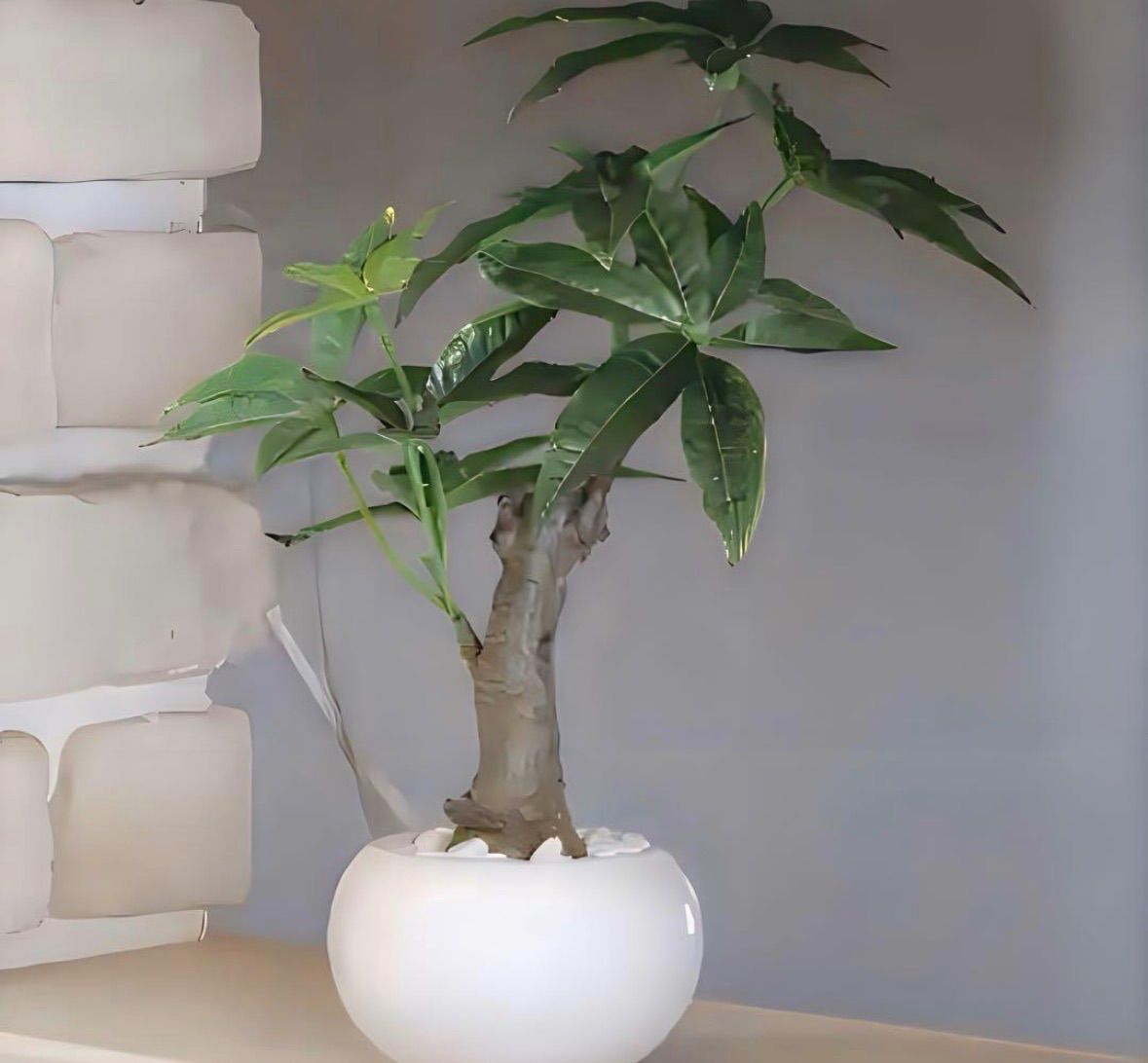 光触媒 人工観葉植物 ウォールグリーン フェイクグリーン パキラポット