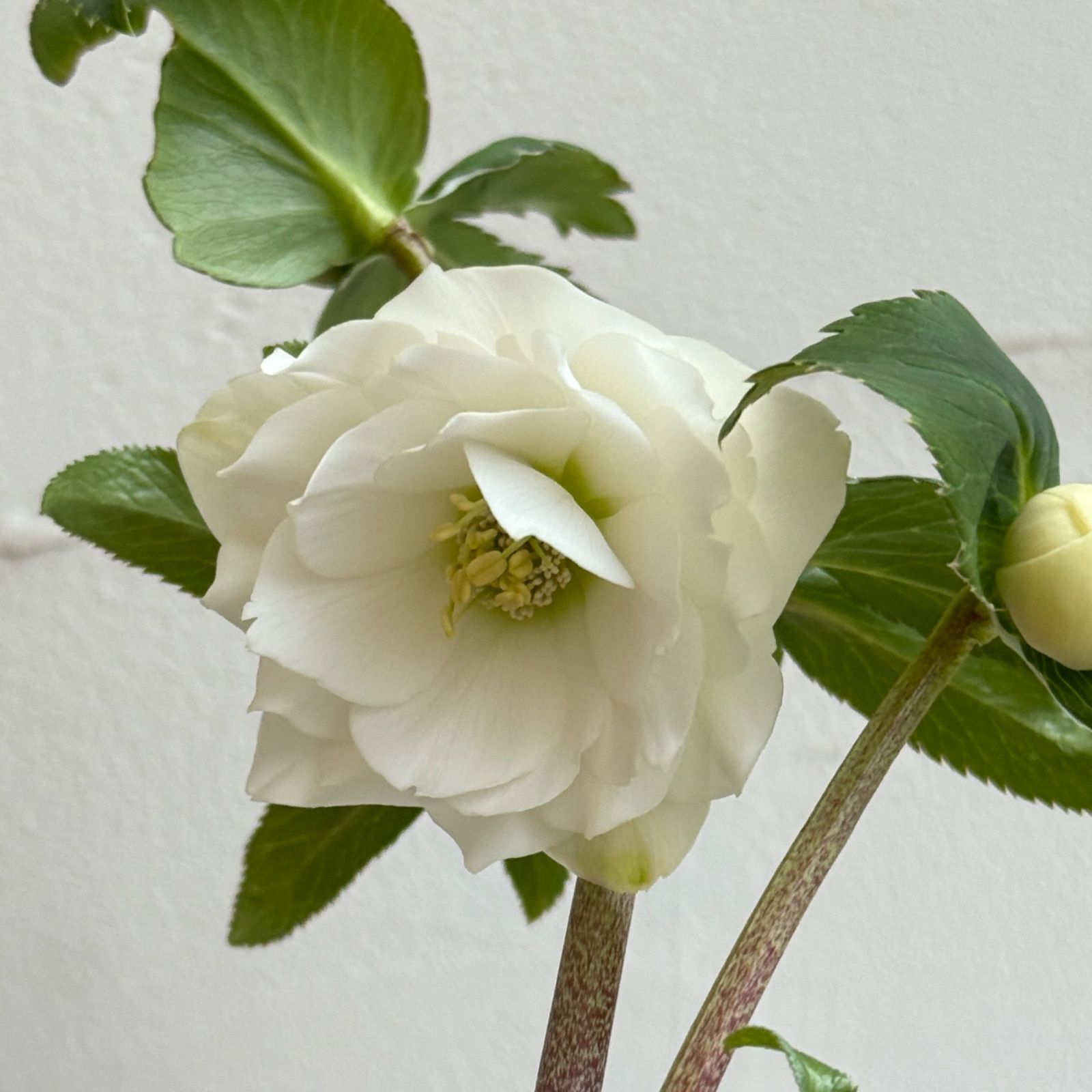 クリスマスローズ 開花株 3.5号ラベル苗 【個体番号#001】 - メルカリ