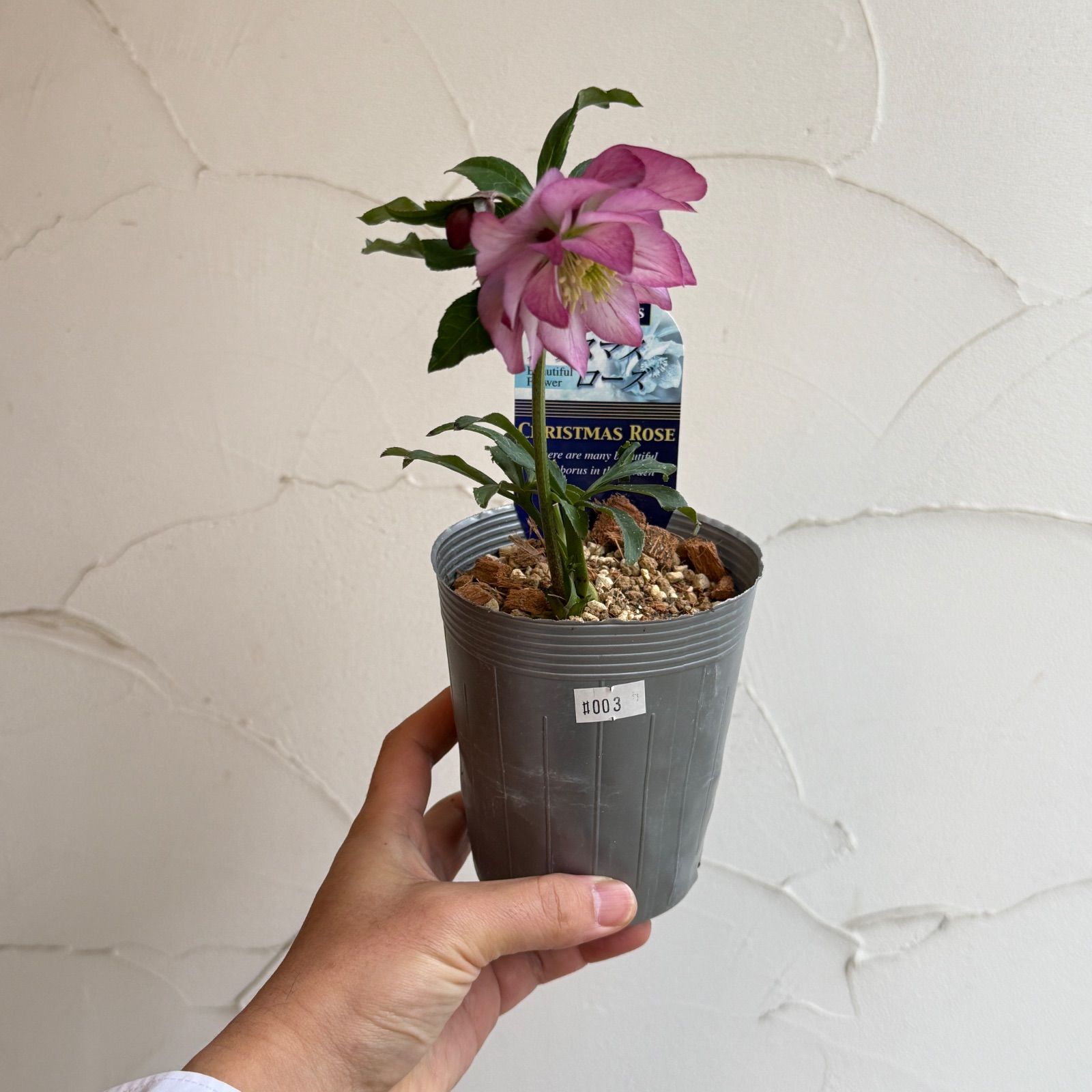 クリスマスローズ 開花株 3.5号ラベル苗 【個体番号#003】 - メルカリ