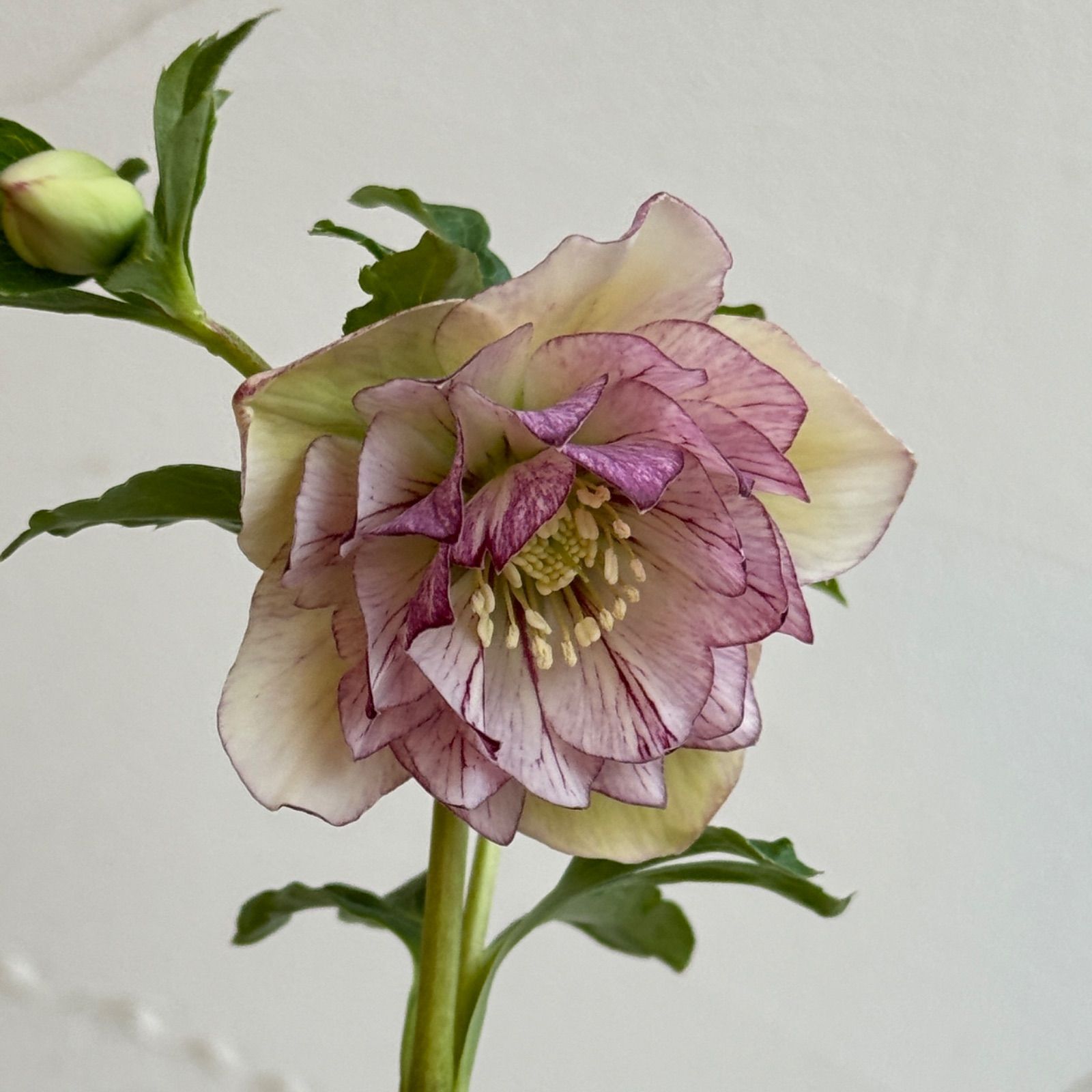 クリスマスローズ 開花株 3.5号ラベル苗 【個体番号#004】 - メルカリ