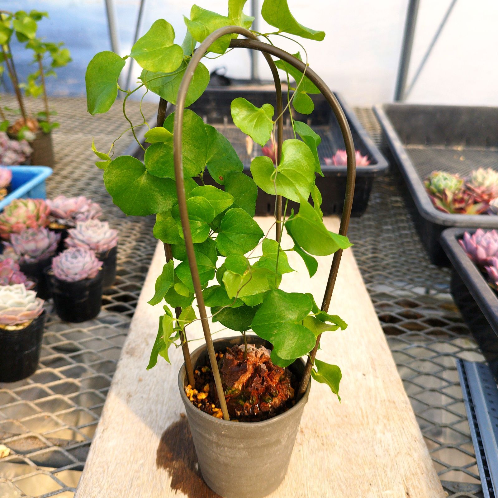 塊根植物 アフリカ 亀甲竜 実生 ポットごと - メルカリ
