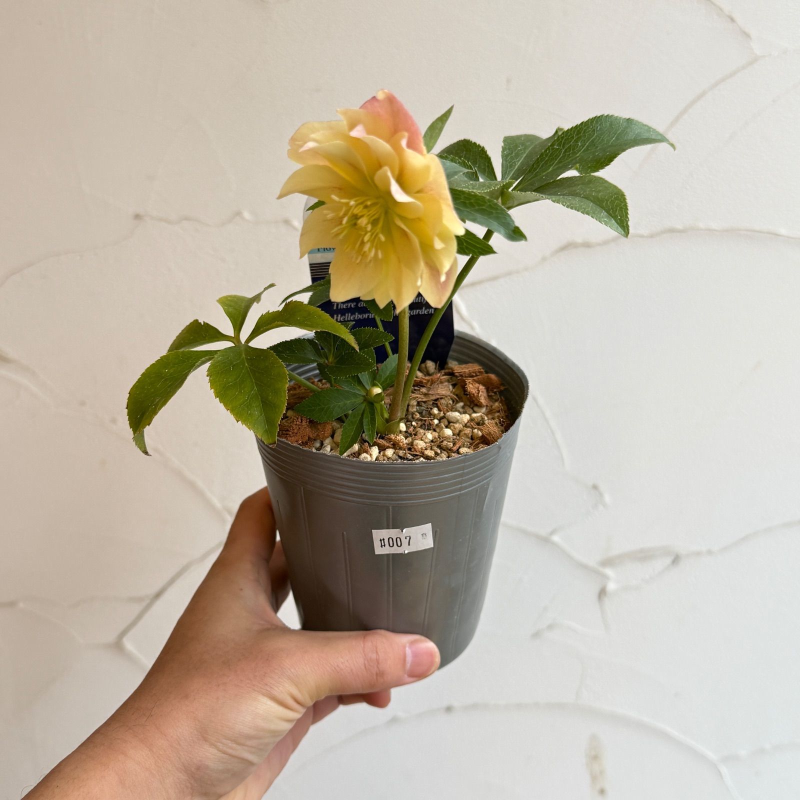 クリスマスローズ 開花株 3.5号ラベル苗 【個体番号#007】 - メルカリ