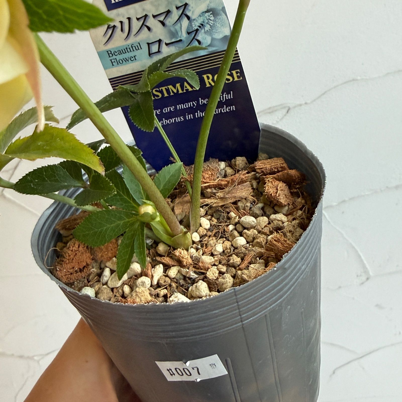クリスマスローズ 開花株 3.5号ラベル苗 【個体番号#007】 - メルカリ