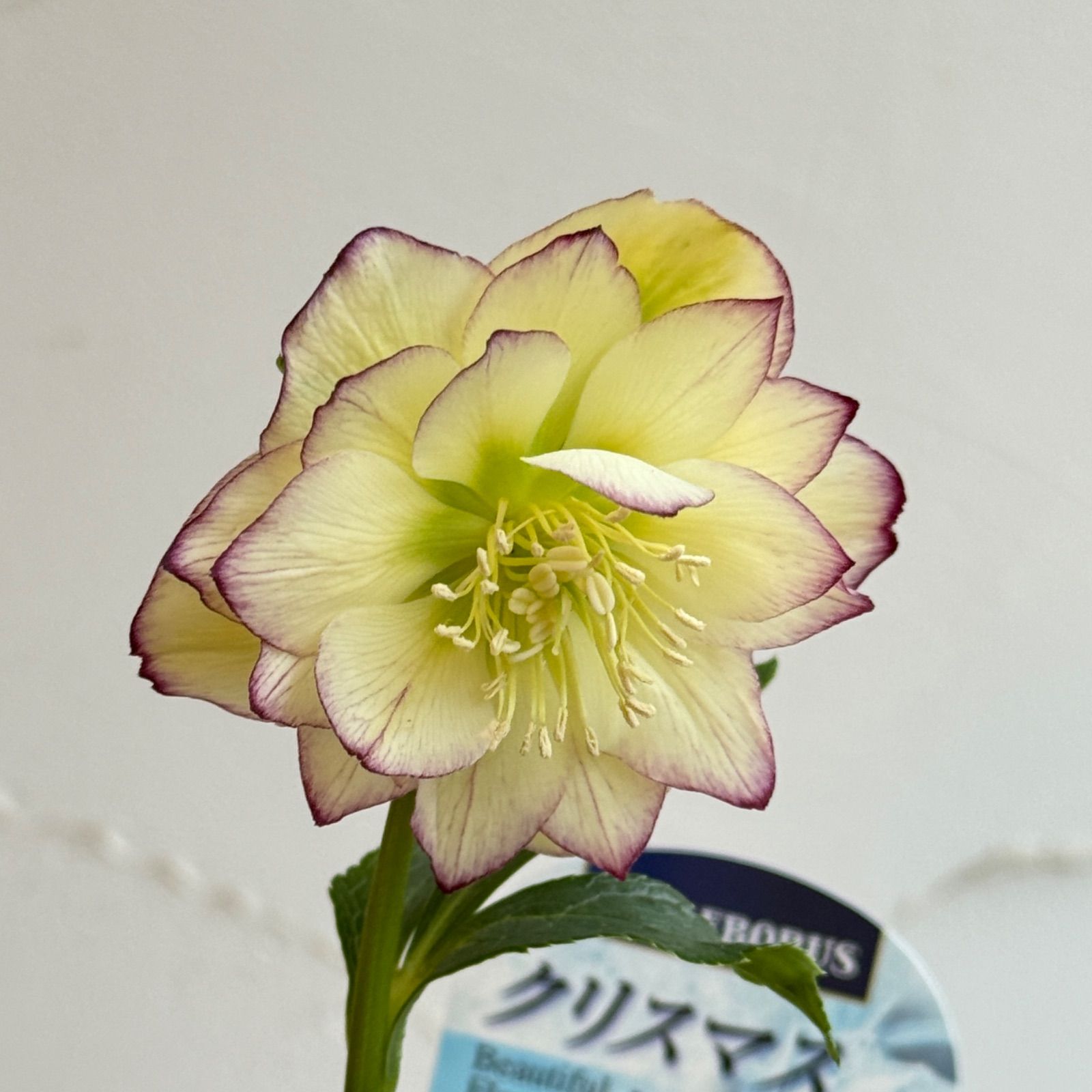 クリスマスローズ 開花株 3.5号ラベル苗 【個体番号#009】 - メルカリ