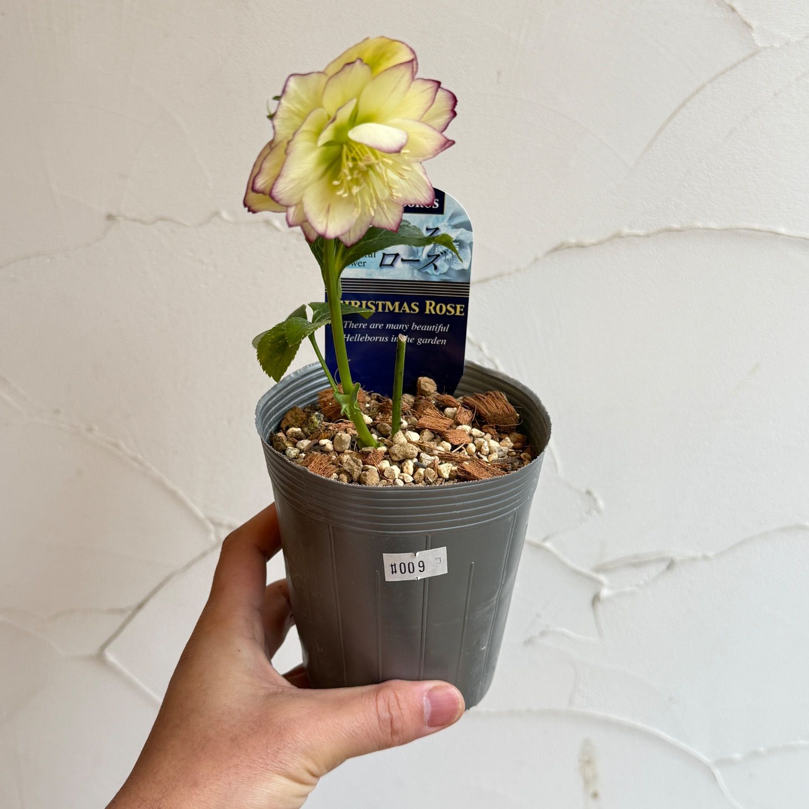 クリスマスローズ 開花株 3.5号ラベル苗 【個体番号#009】 - メルカリ