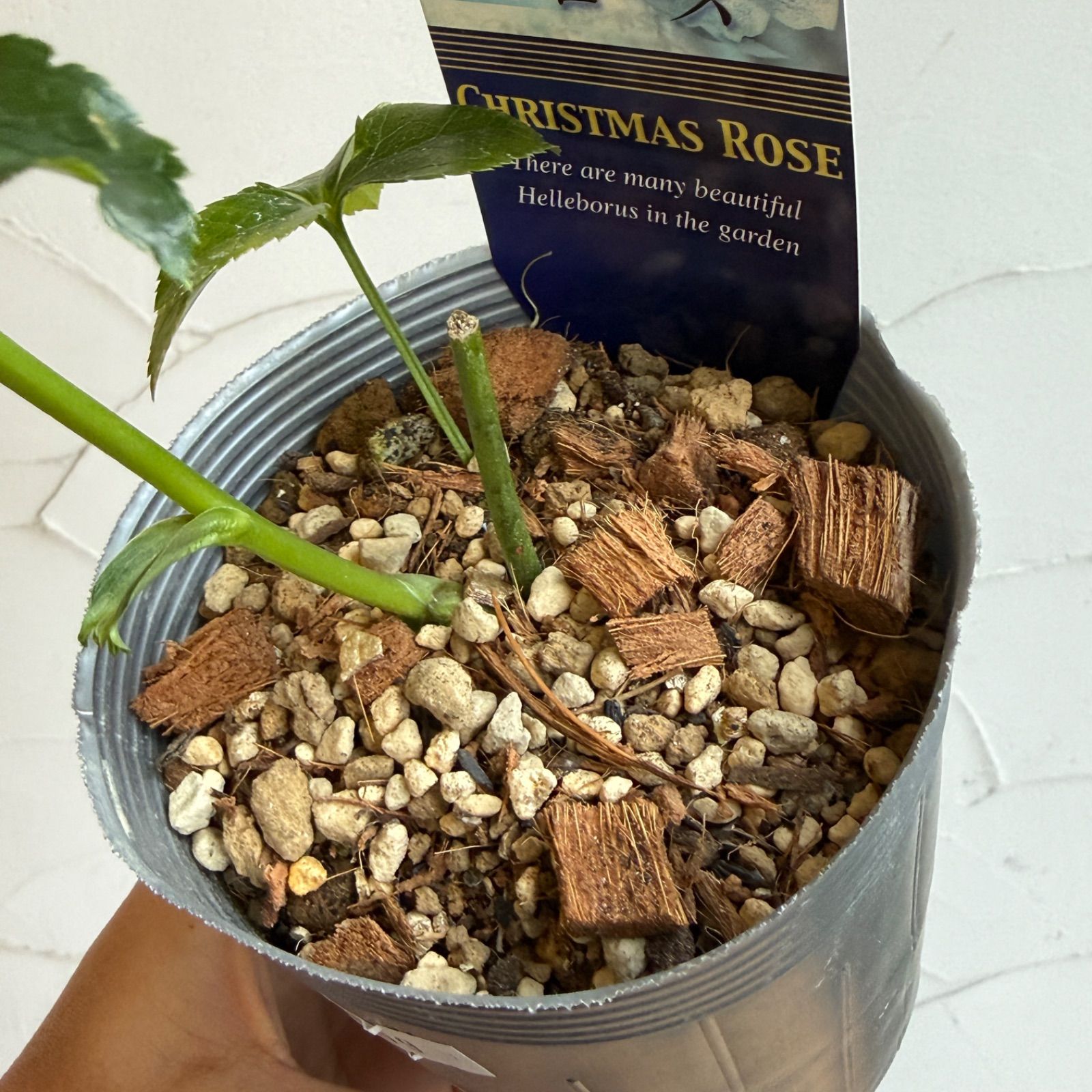 クリスマスローズ 開花株 3.5号ラベル苗 【個体番号#009】 - メルカリ