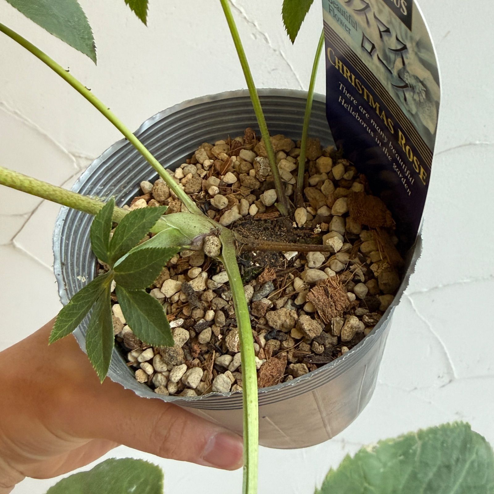 クリスマスローズさんの専用ページです。他の方は購入しないでください。 クリスマスローズ 開花株 3.5号ラベル苗 【個体番号#010】 - メルカリ