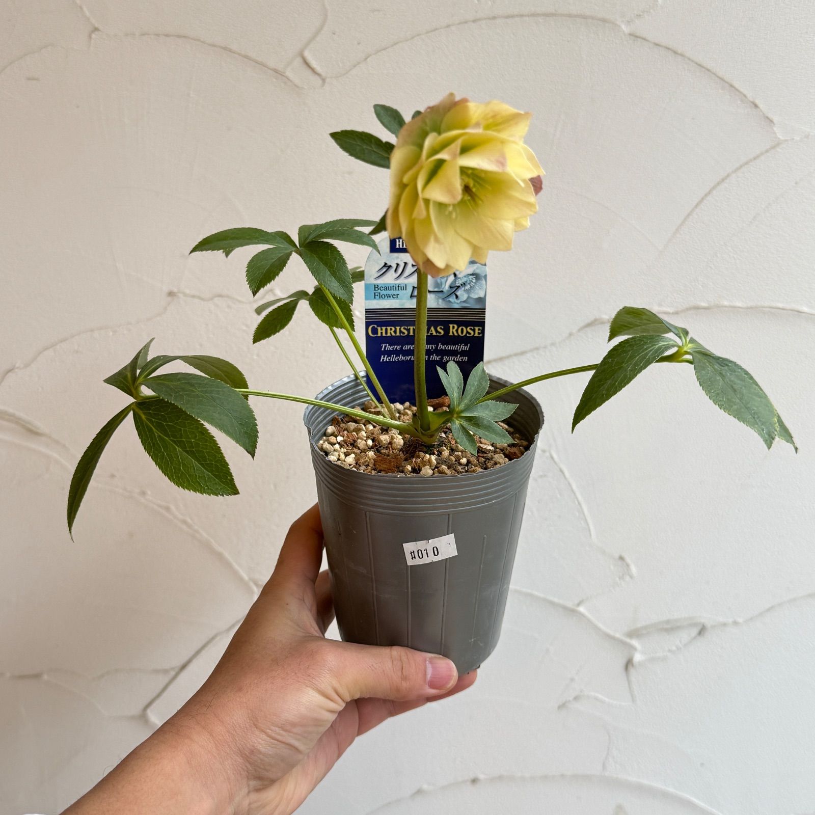 クリスマスローズさんの専用ページです。他の方は購入しないでください。 クリスマスローズ 開花株 3.5号ラベル苗 【個体番号#010】 - メルカリ