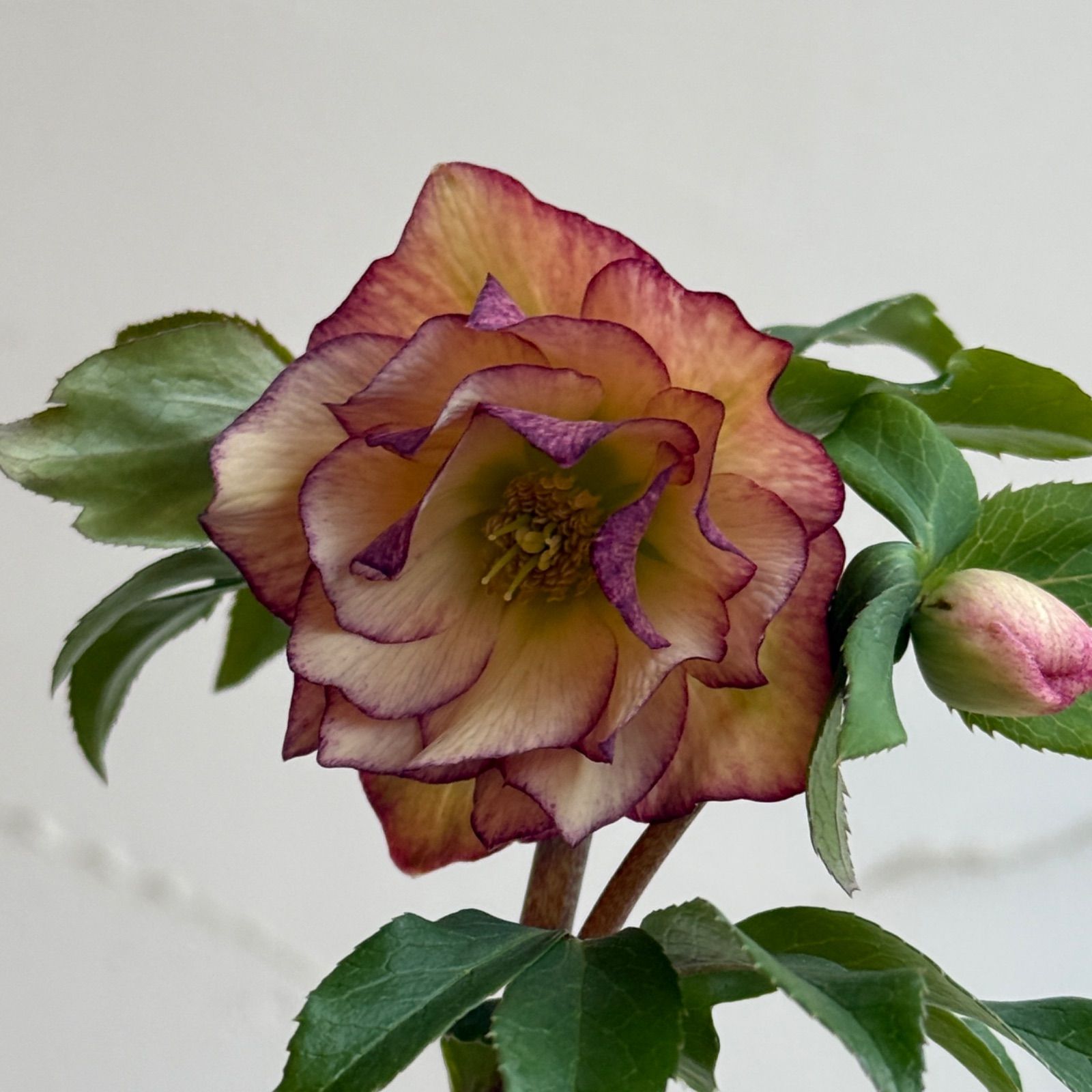 クリスマスローズ 苗　原種系苗　開花実績株 クリスマスローズ 開花株 3.5号ラベル苗 【個体番号#012】 - メルカリ