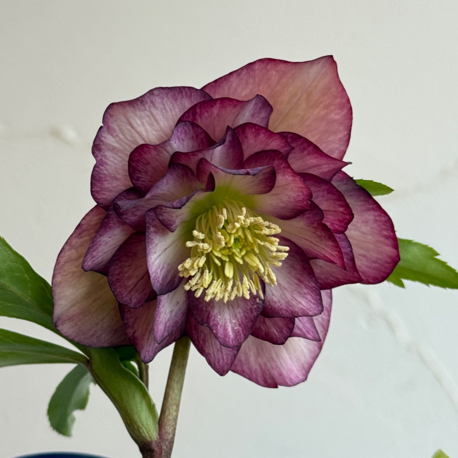 クリスマスローズ 開花株 3.5号ラベル苗 【個体番号#013】 - メルカリ