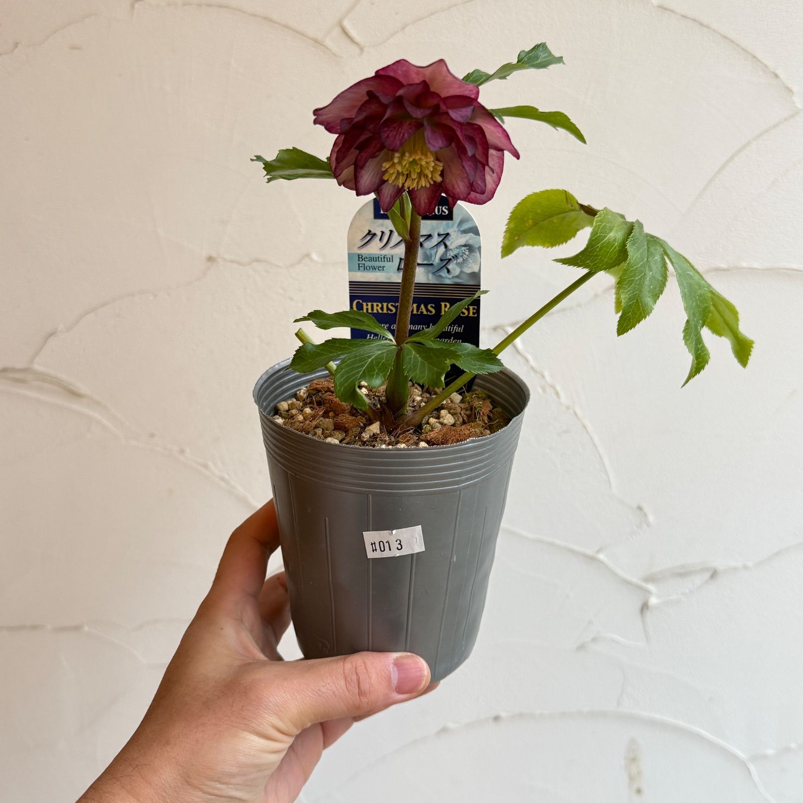 クリスマスローズ 開花株 3.5号ラベル苗 【個体番号#013】 - メルカリ