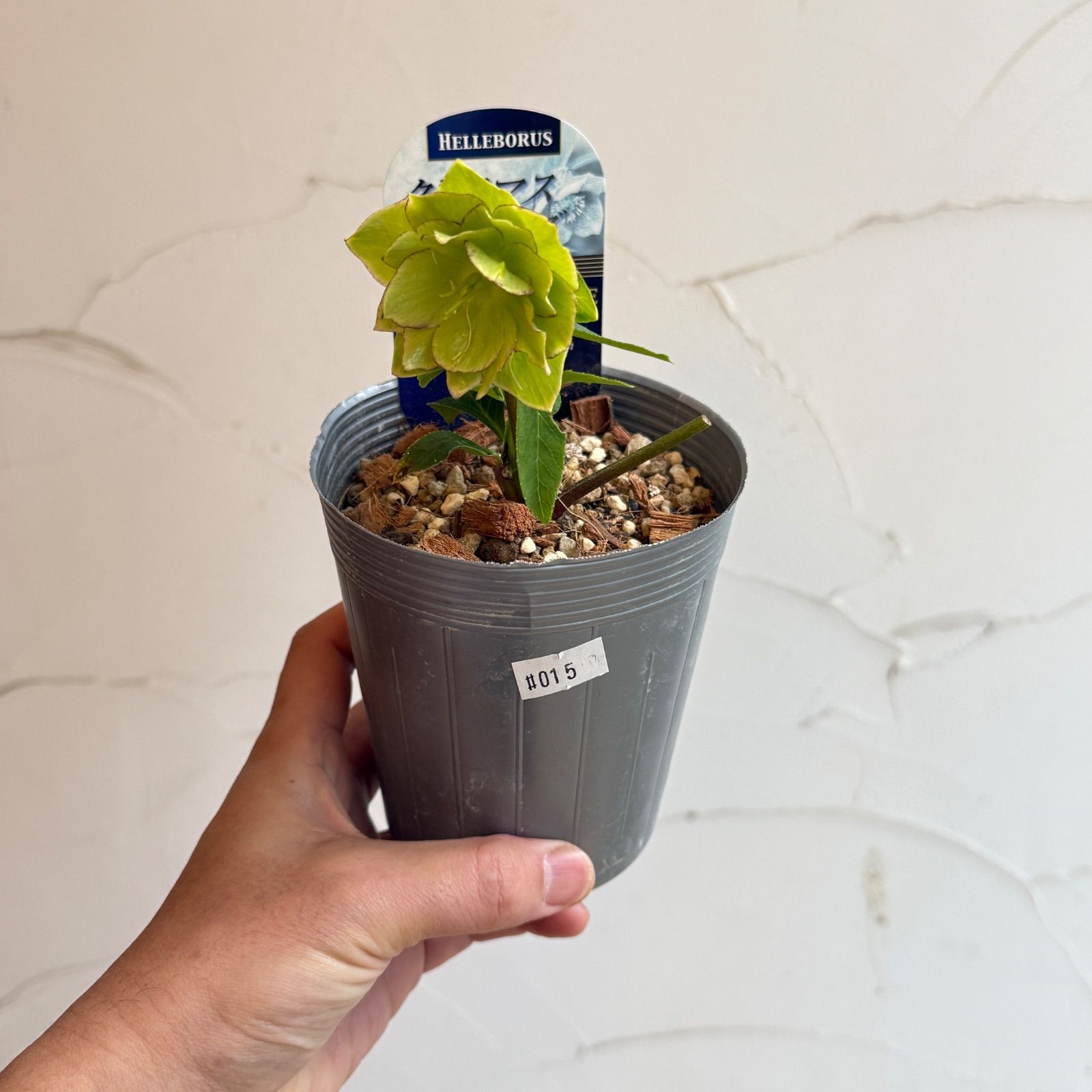 クリスマスローズ 開花株 3.5号ラベル苗 【個体番号#015】 - メルカリ