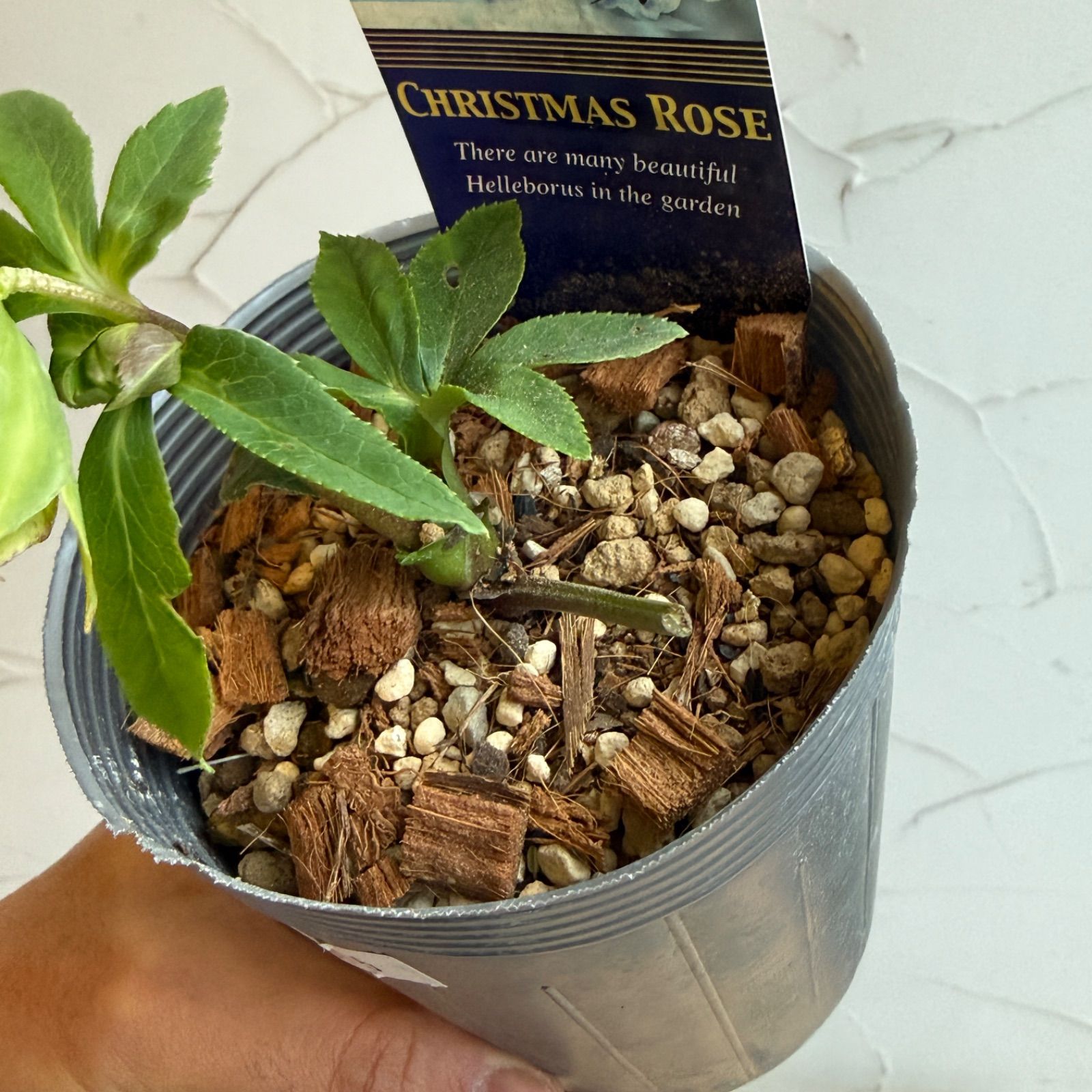 クリスマスローズ 開花株 3.5号ラベル苗 【個体番号#015】 - メルカリ