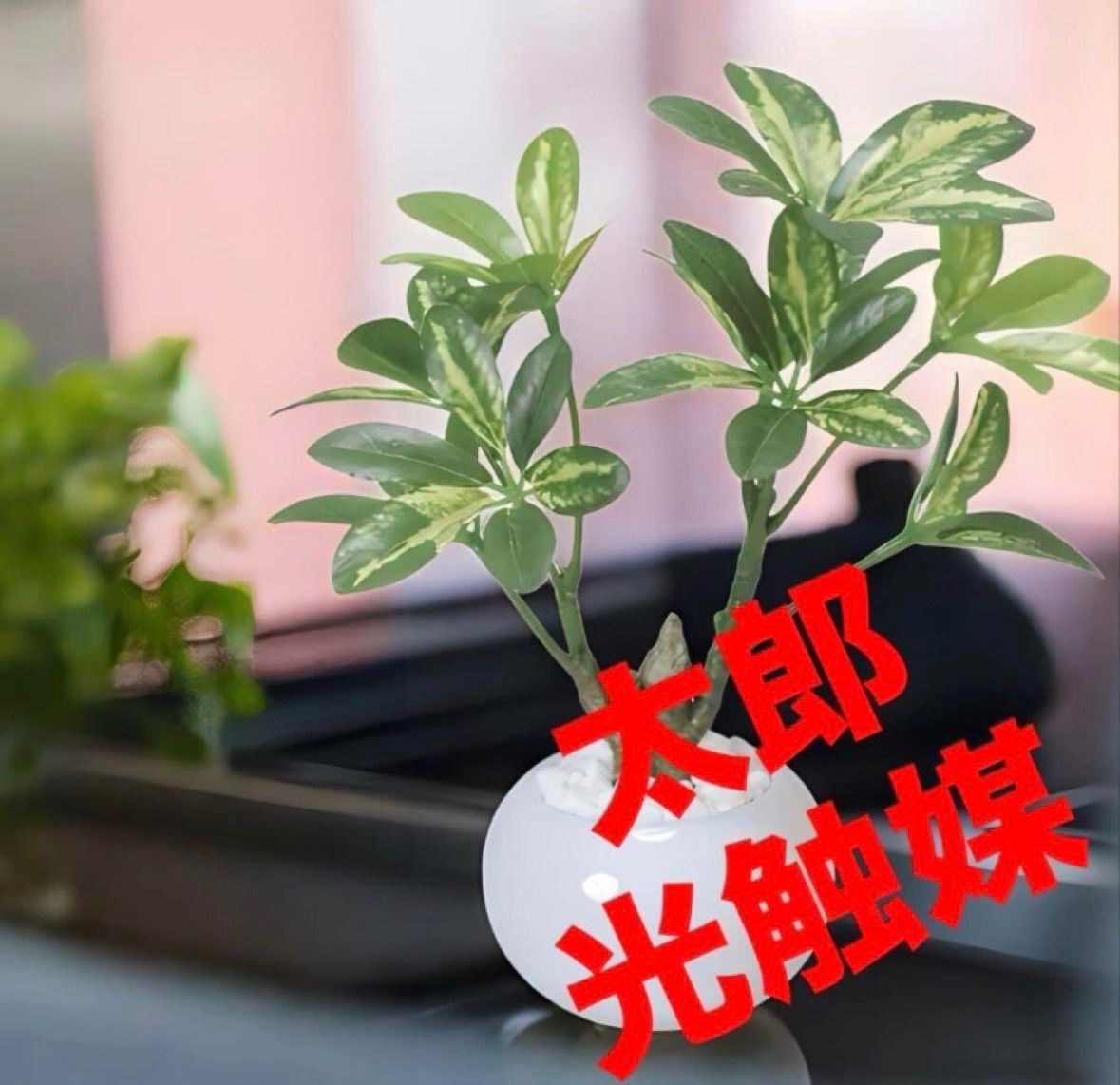 光触媒 人工観葉植物 ウォールグリーン フェイクグリーン シェフレラ