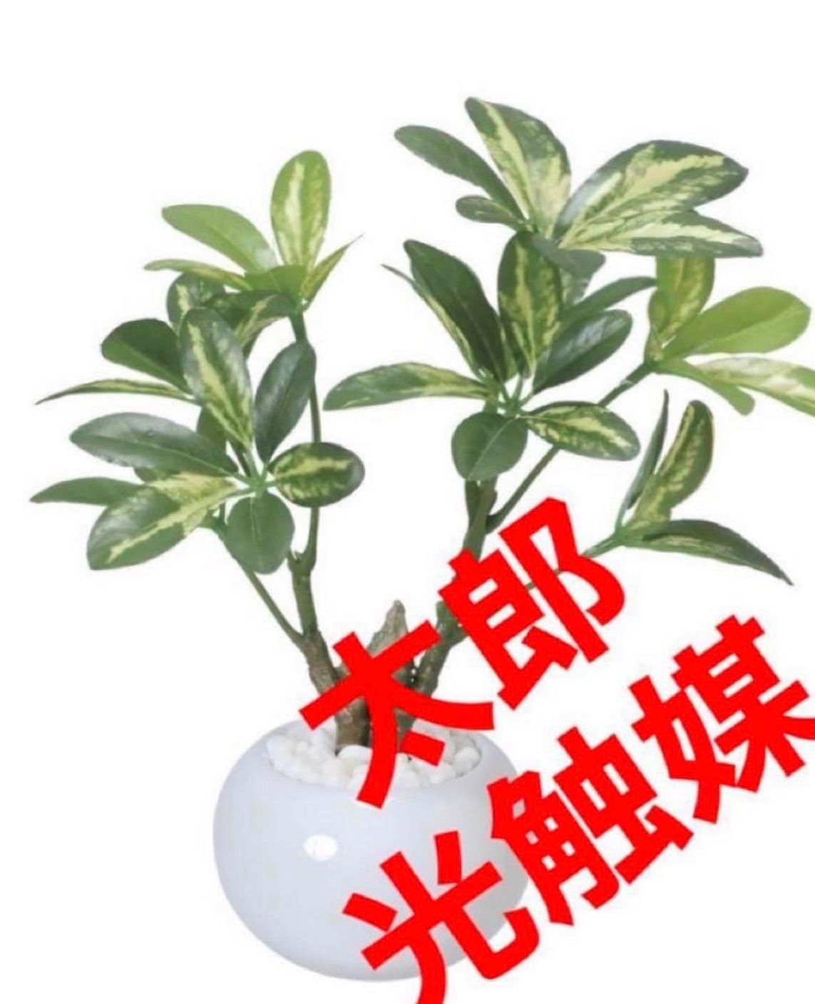 光触媒 人工観葉植物 ウォールグリーン フェイクグリーン シェフレラ