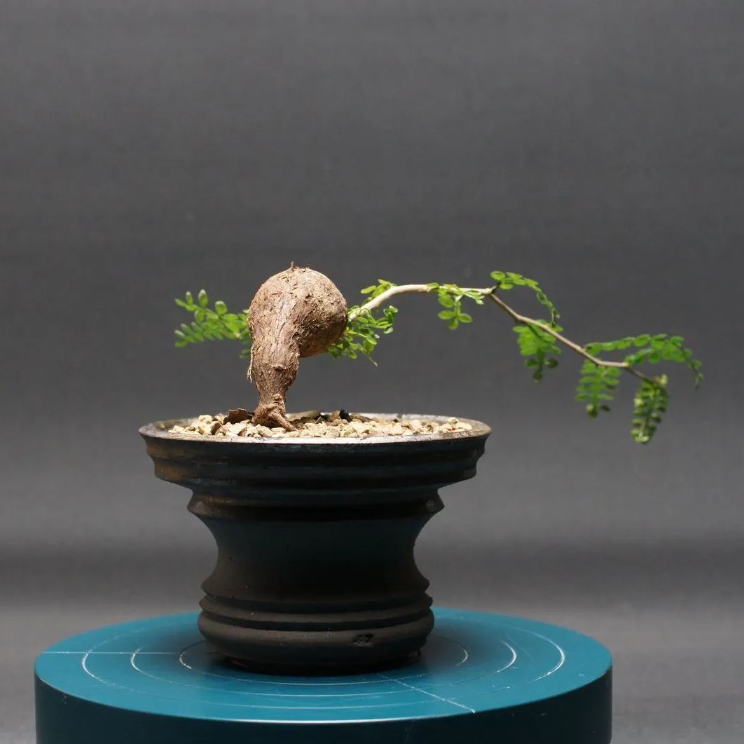 オペルクリカリア パキプス 