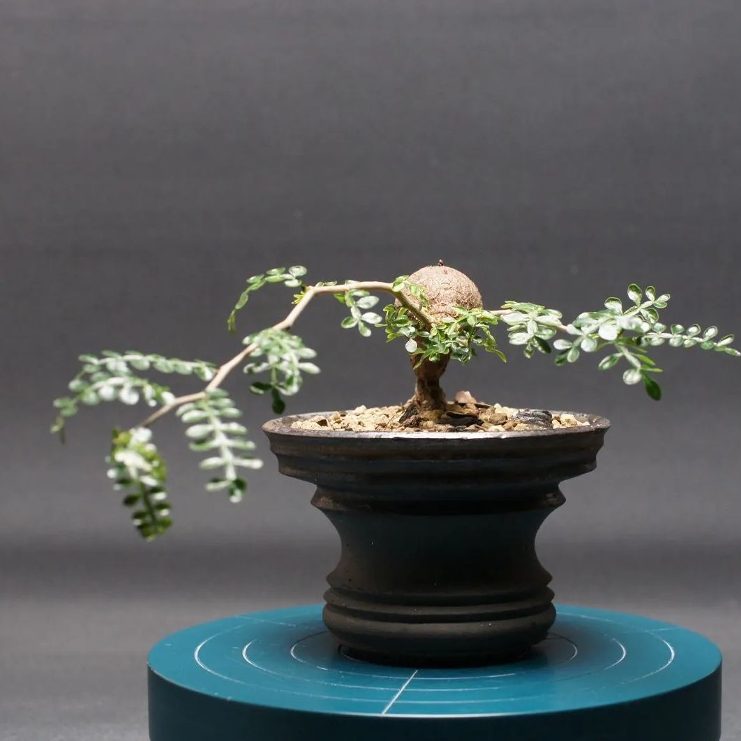 オペルクリカリア パキプス 