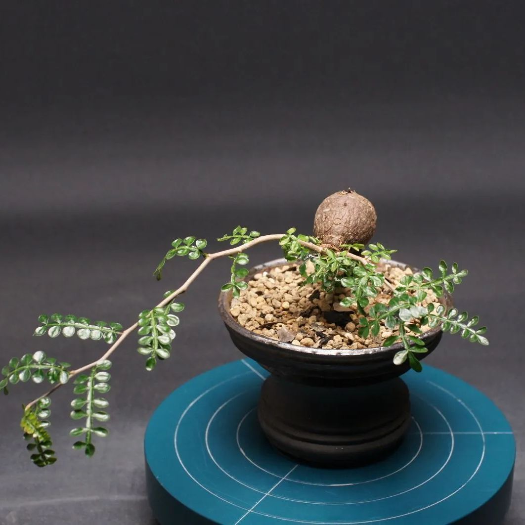 オペルクリカリア パキプス 