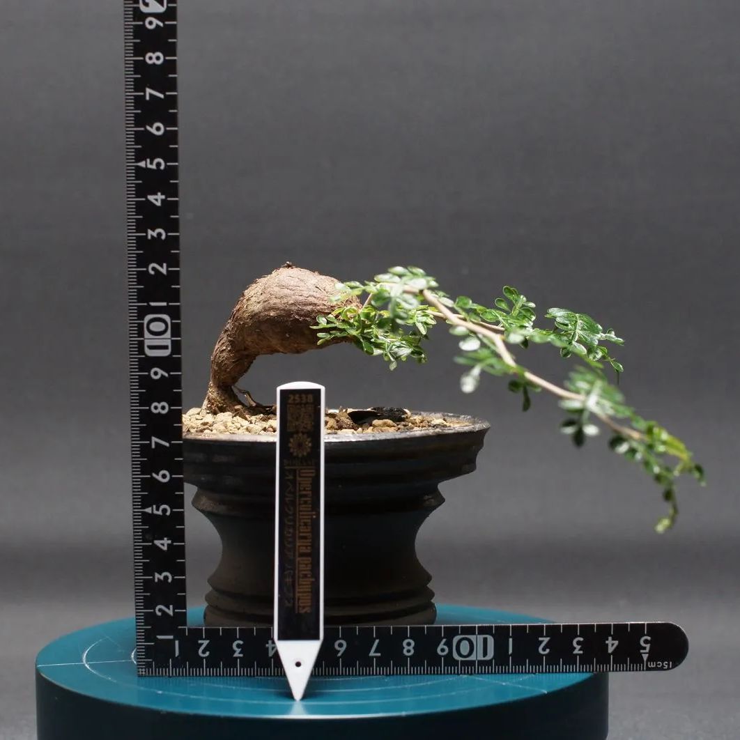 オペルクリカリア パキプス 