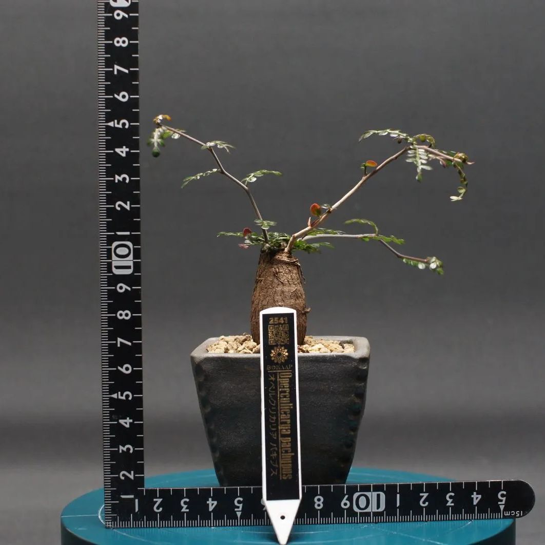 オペルクリカリア パキプス 