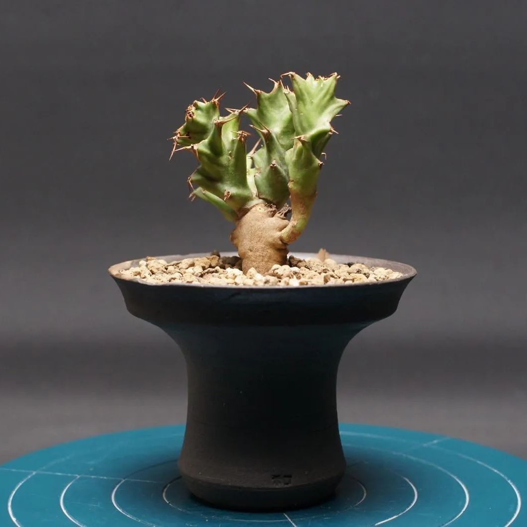 ユーフォルビア　ムルチフォリア 　No.004　鉢、送料込　メルカリ便 セール】ユーフォルビア ムルチフォリア No.004 鉢、送料込 メルカリ便