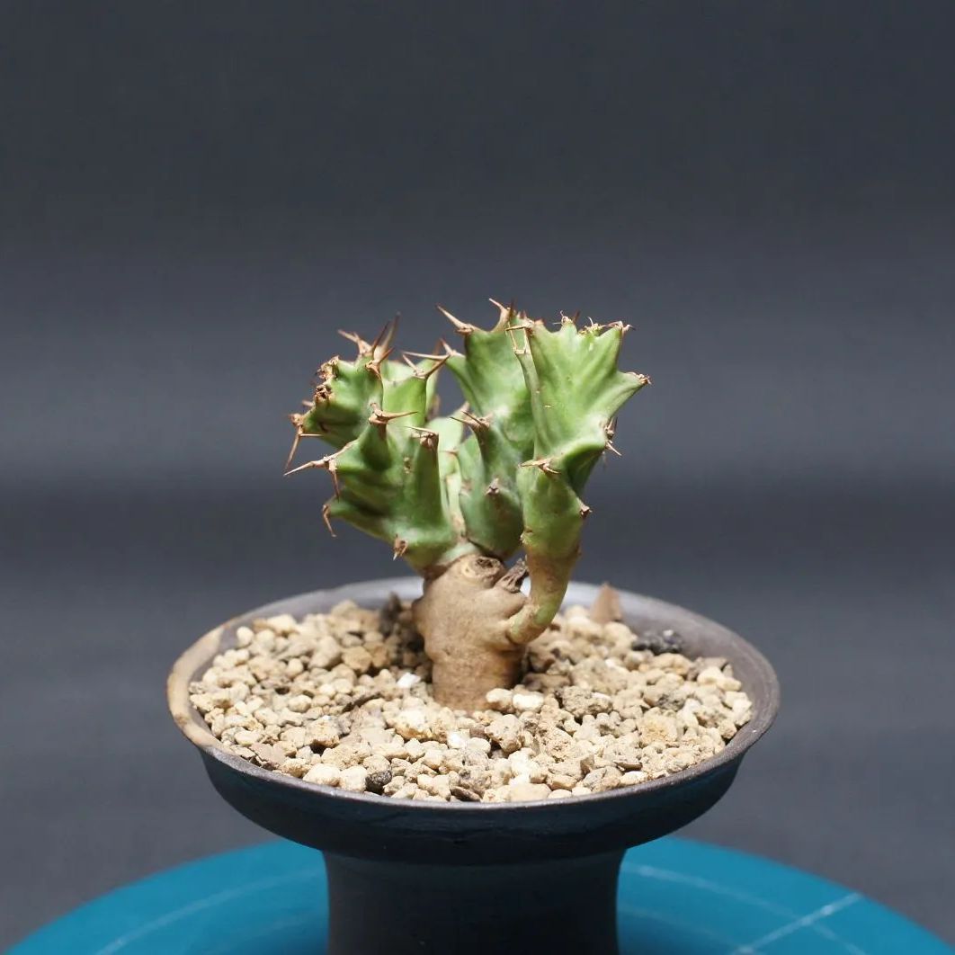 ユーフォルビア　ムルチフォリア 　No.004　鉢、送料込　メルカリ便 セール】ユーフォルビア ムルチフォリア No.004 鉢、送料込 メルカリ便